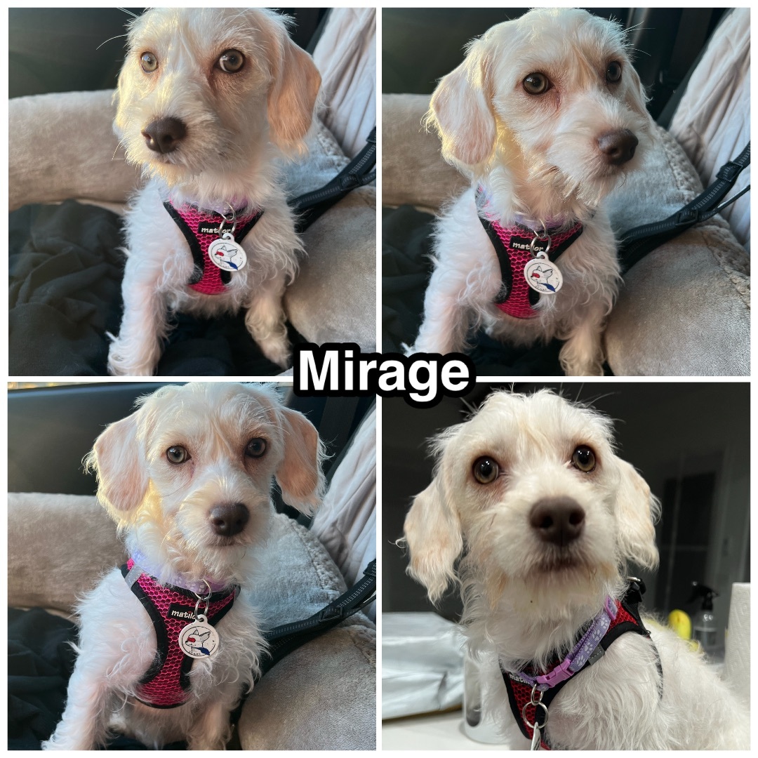 Enlarge Mirage, a Adoptable mixed breed in Glendora, CA image 2/6