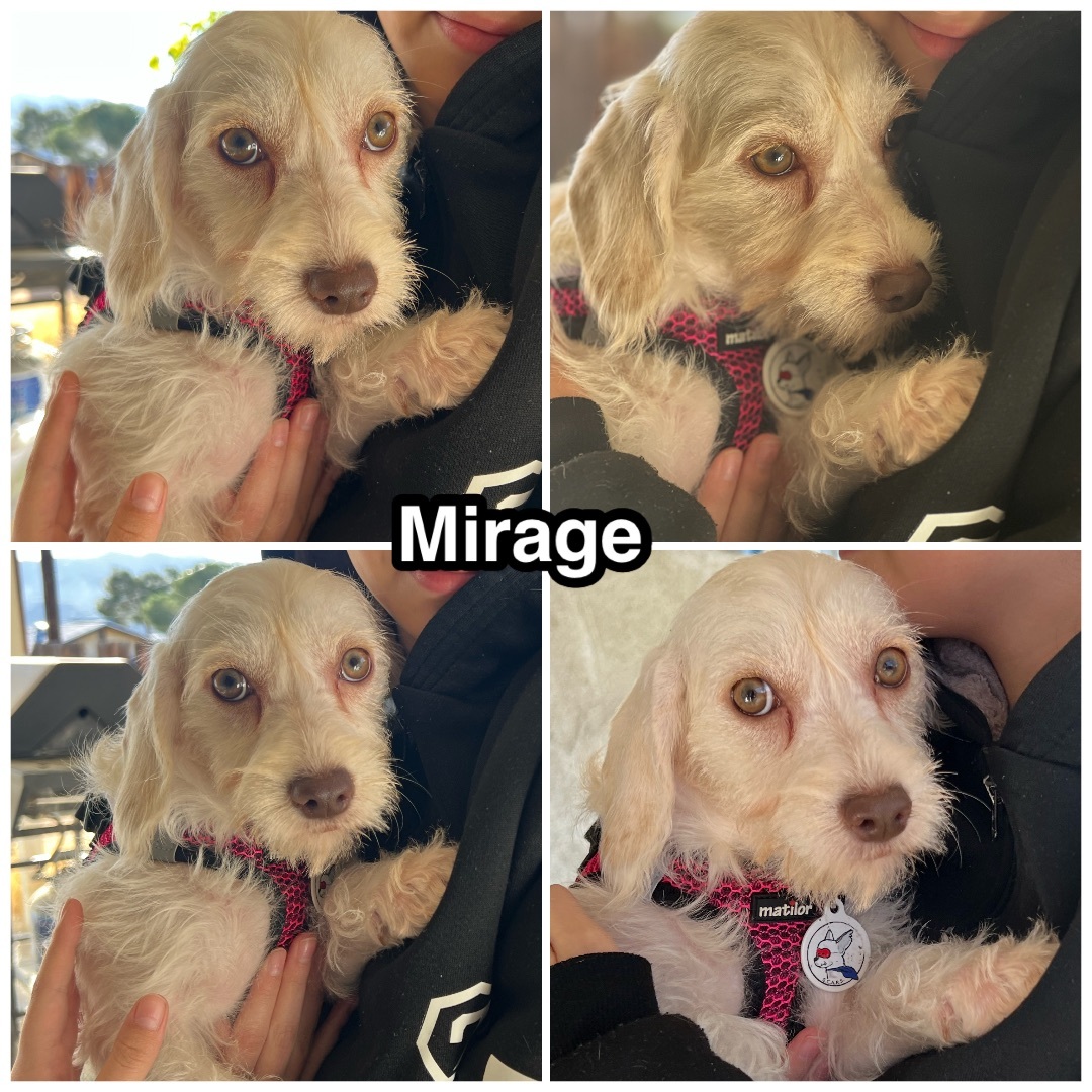 Enlarge Mirage, a Adoptable mixed breed in Glendora, CA image 6/6