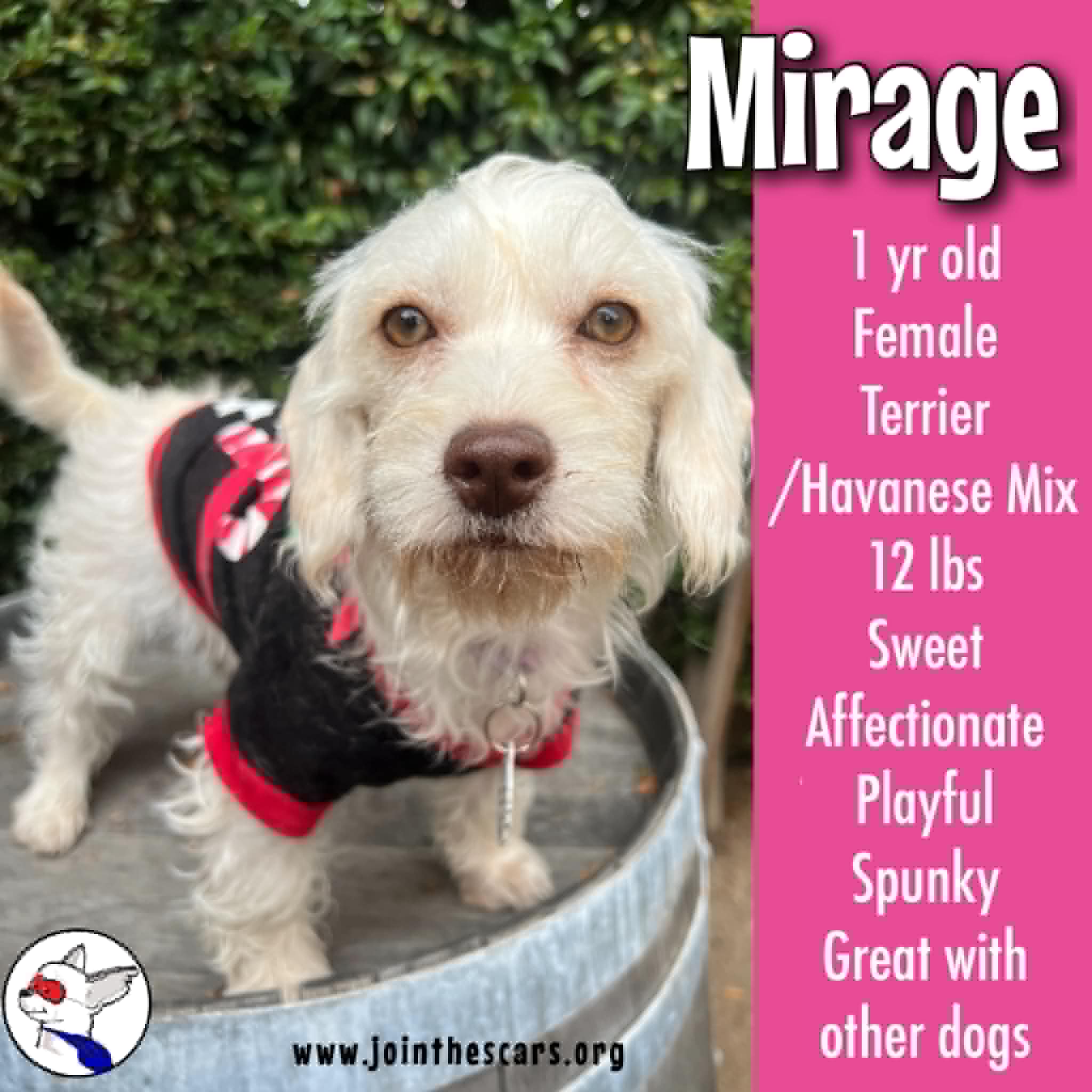 Enlarge Mirage, a Adoptable mixed breed in Glendora, CA image 1/6