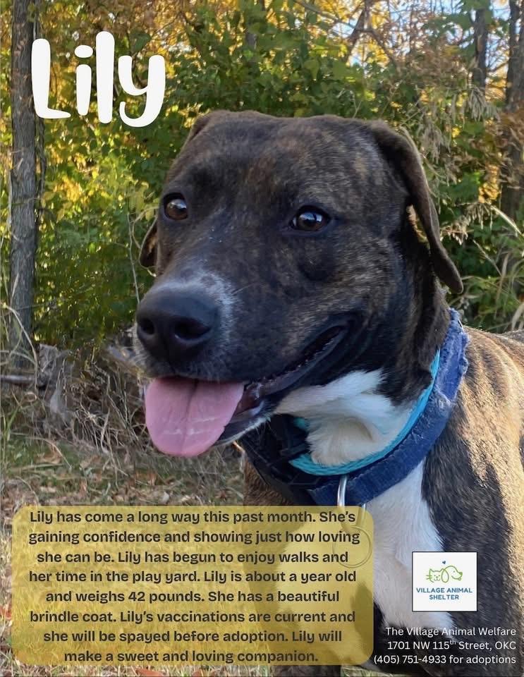 Enlarge Lily, a Adoptable mixed breed in Oklahoma City, OK image 1/2