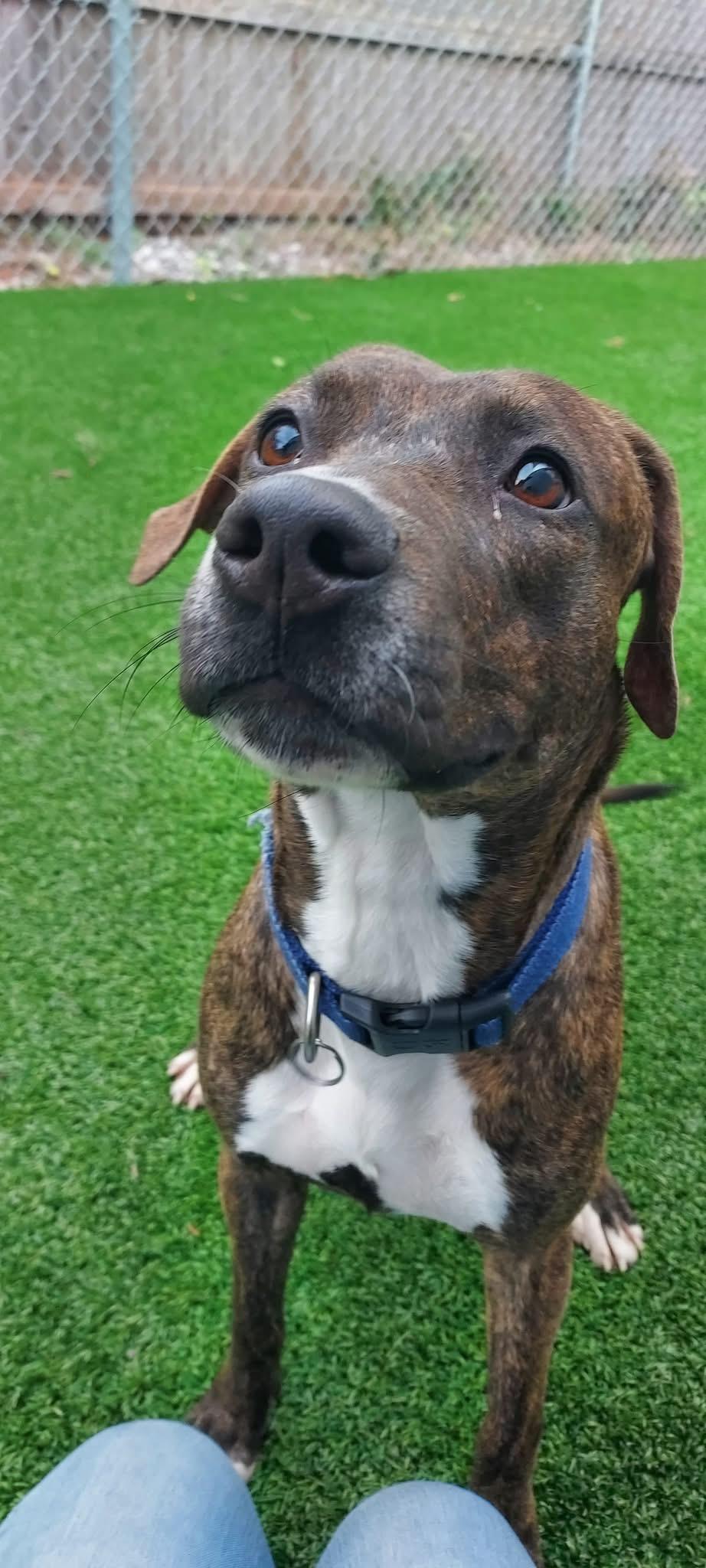 Enlarge Lily, a Adoptable mixed breed in Oklahoma City, OK image 2/2