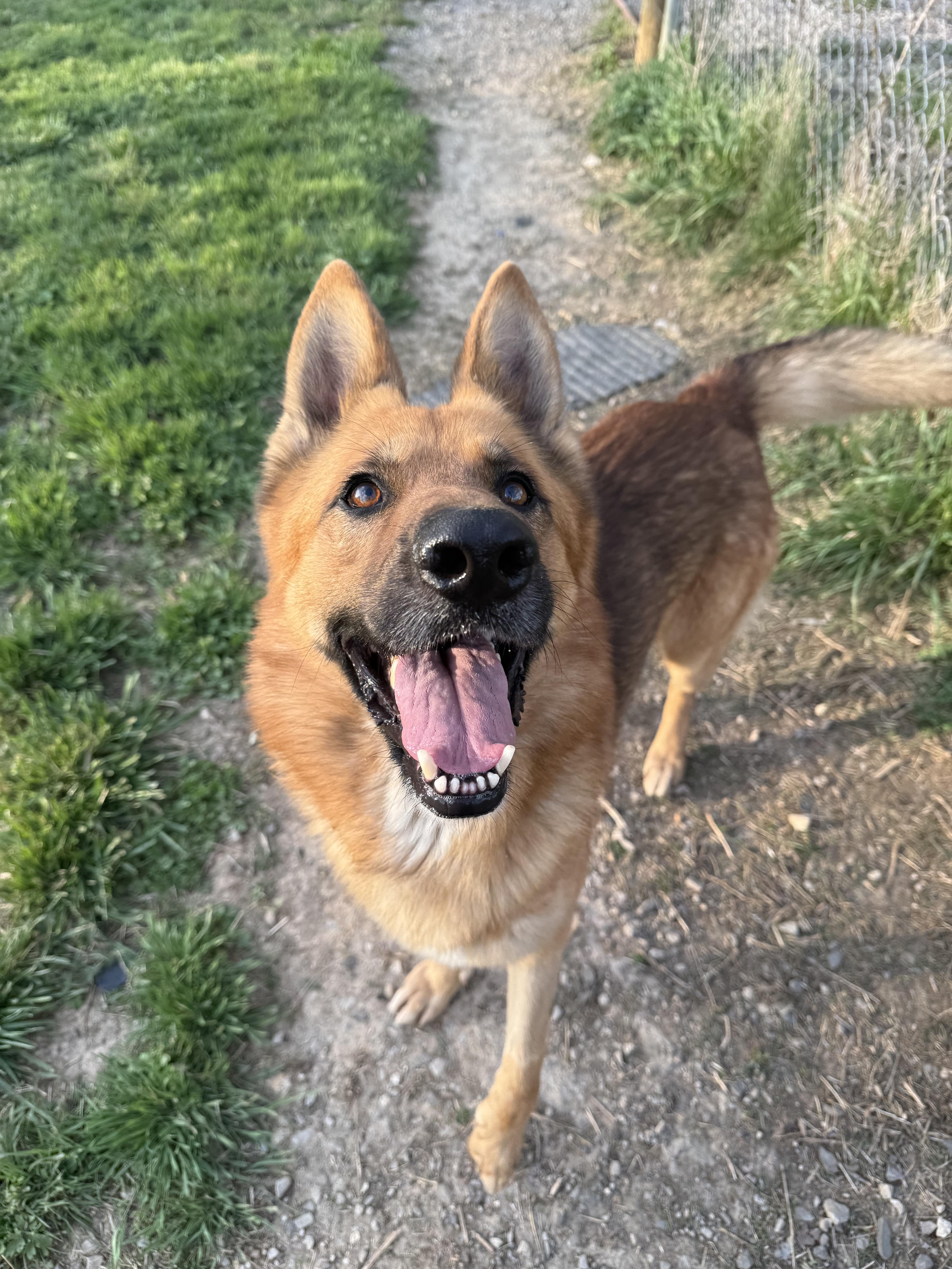 Enlarge Dr. Johns, a ADOPTABLE German Shepherd Dog in McKenzie, TN image 4/4