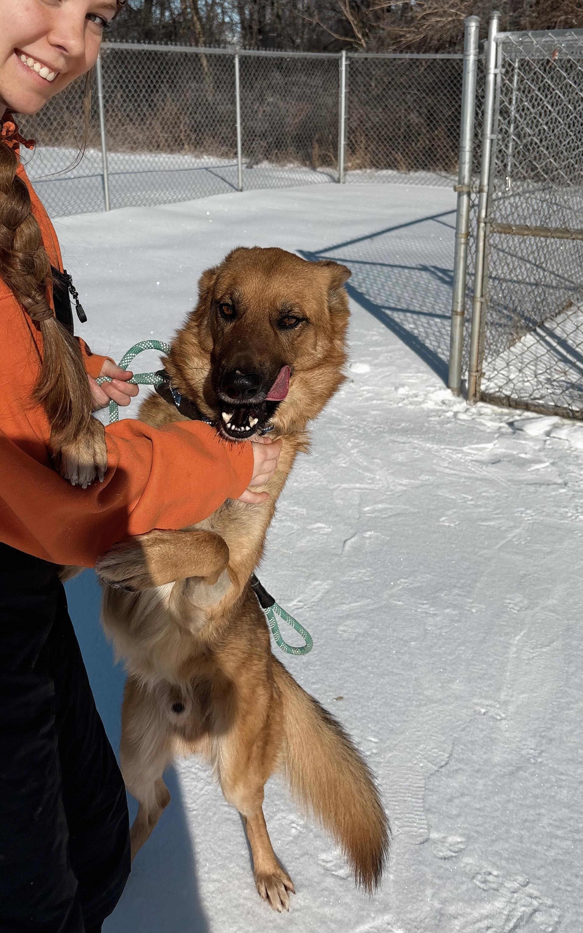 Enlarge Dr. Johns, a ADOPTABLE German Shepherd Dog in McKenzie, TN image 4/6