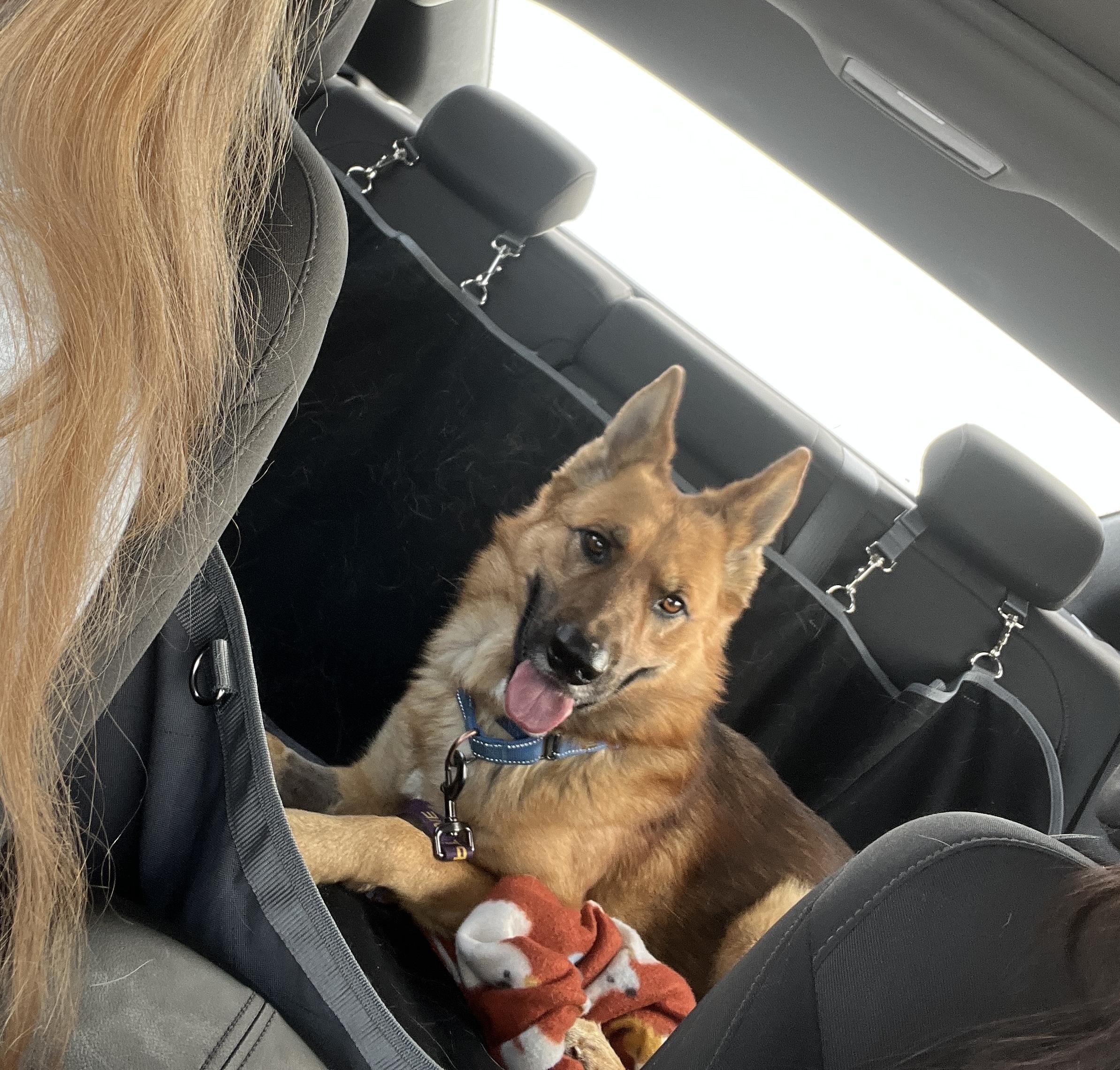 Enlarge Dr. Johns, a ADOPTABLE German Shepherd Dog in McKenzie, TN image 5/6