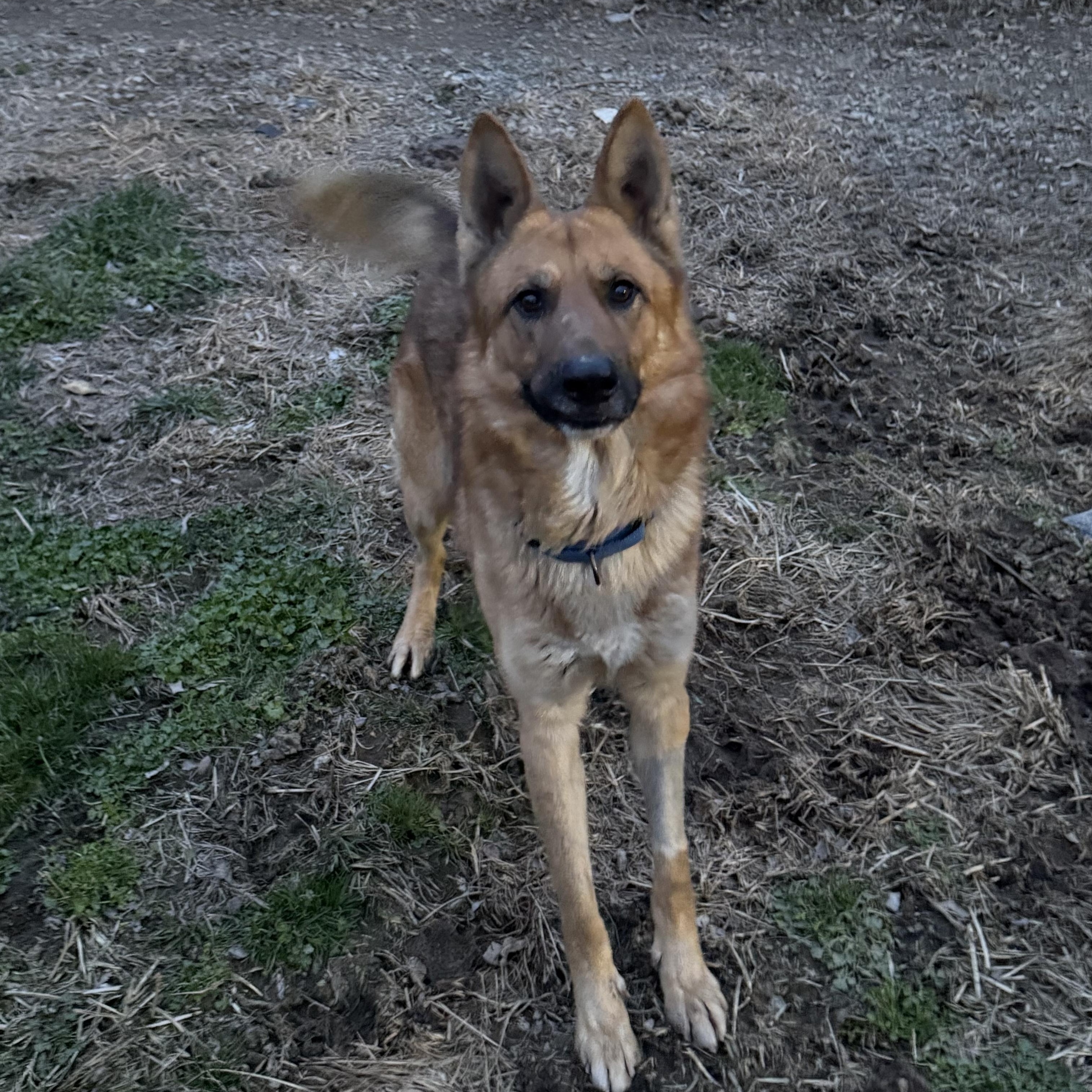Enlarge Dr. Johns, a ADOPTABLE German Shepherd Dog in McKenzie, TN image 2/6