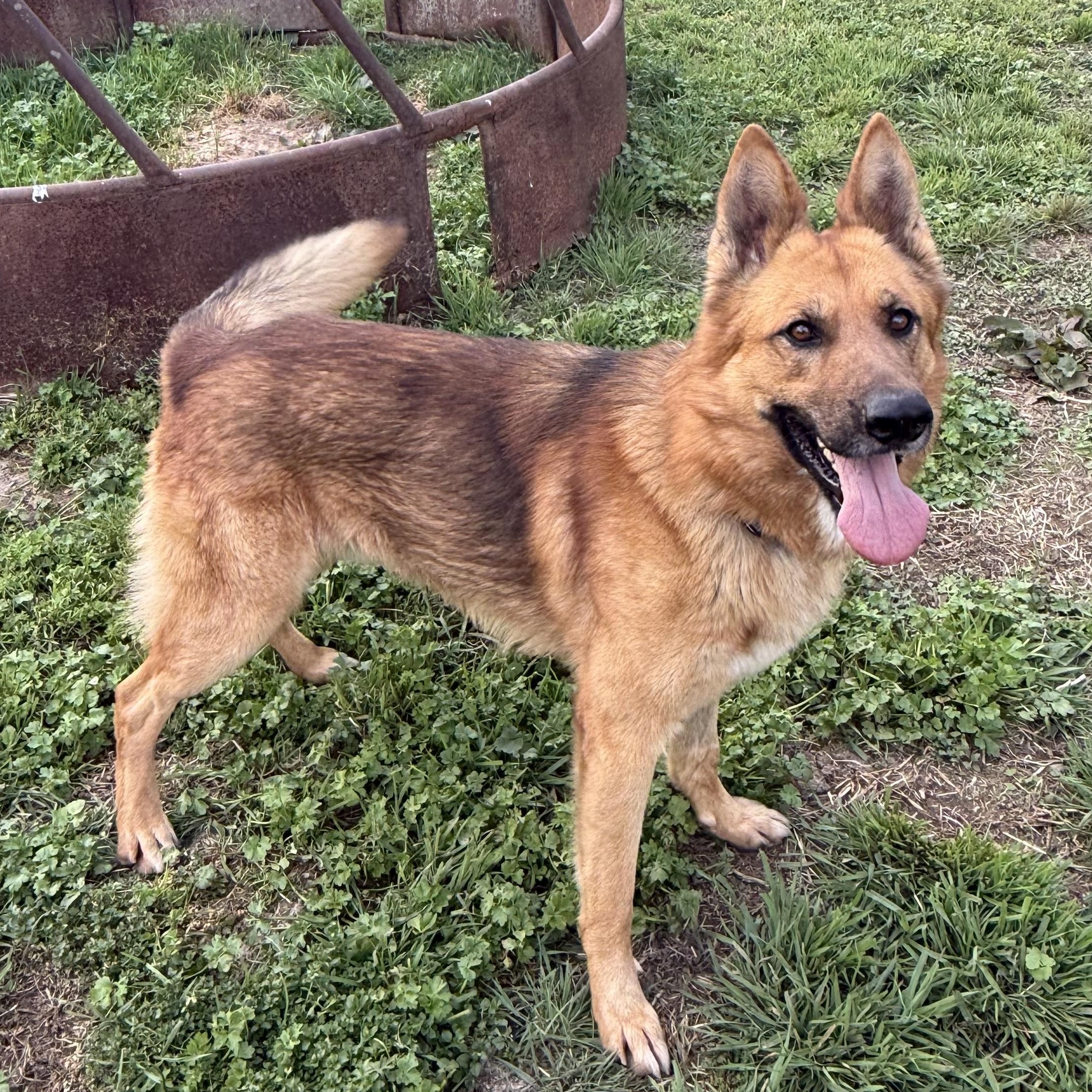 Enlarge Dr. Johns, a ADOPTABLE German Shepherd Dog in McKenzie, TN image 2/4