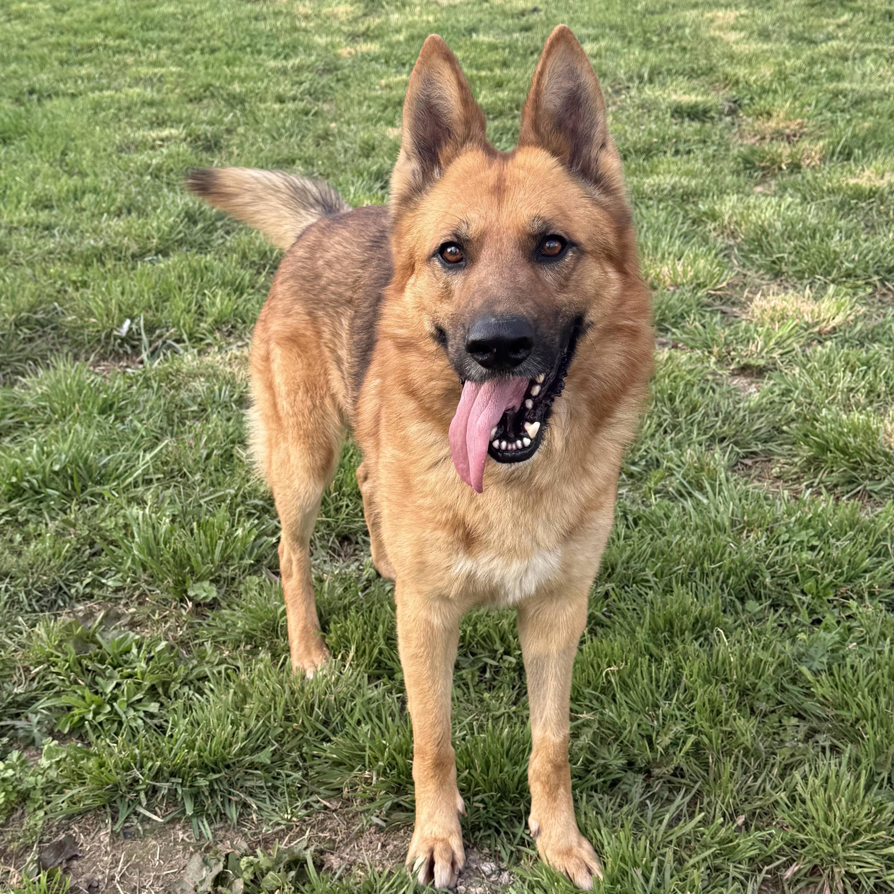 Dr. Johns, ADOPTABLE, Adult Male German Shepherd Dog.