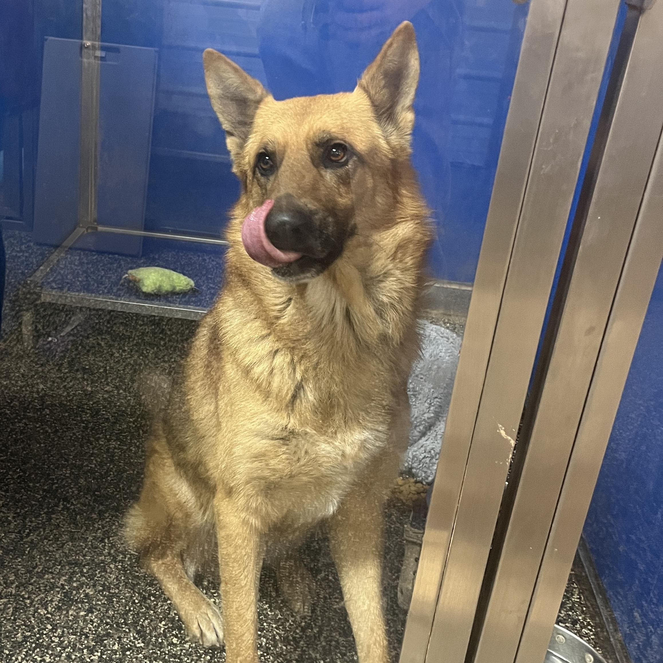 Enlarge Dr. Johns, a ADOPTABLE German Shepherd Dog in McKenzie, TN image 1/6