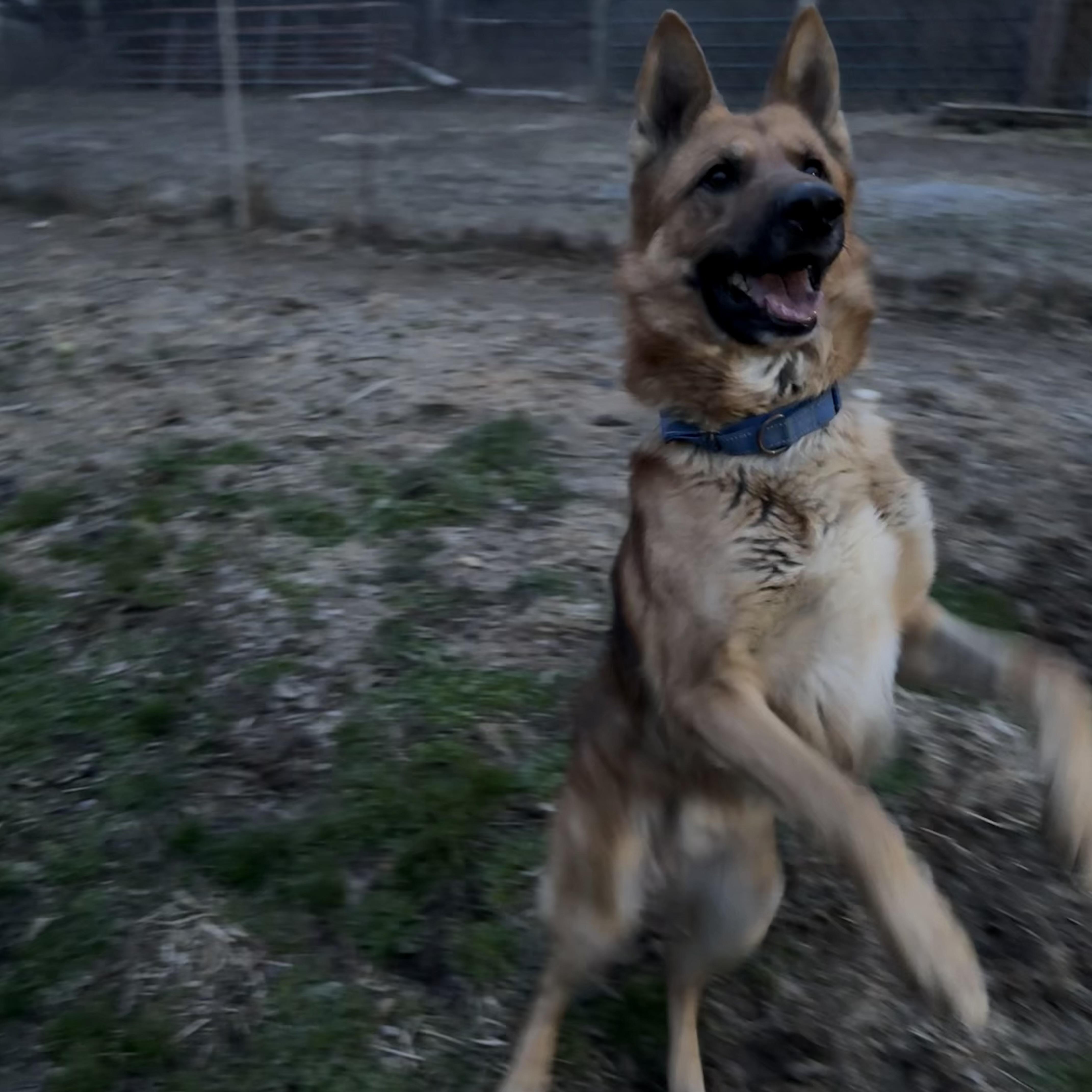 Enlarge Dr. Johns, a ADOPTABLE German Shepherd Dog in McKenzie, TN image 3/6