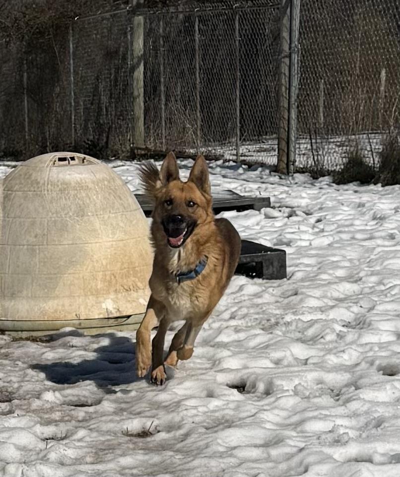 Enlarge Dr. Johns, a ADOPTABLE German Shepherd Dog in McKenzie, TN image 6/6
