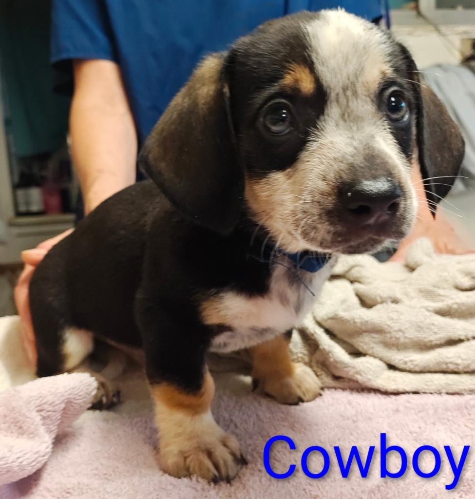 Cowboy, Adopted, Puppy Male Corgi & Dachshund.