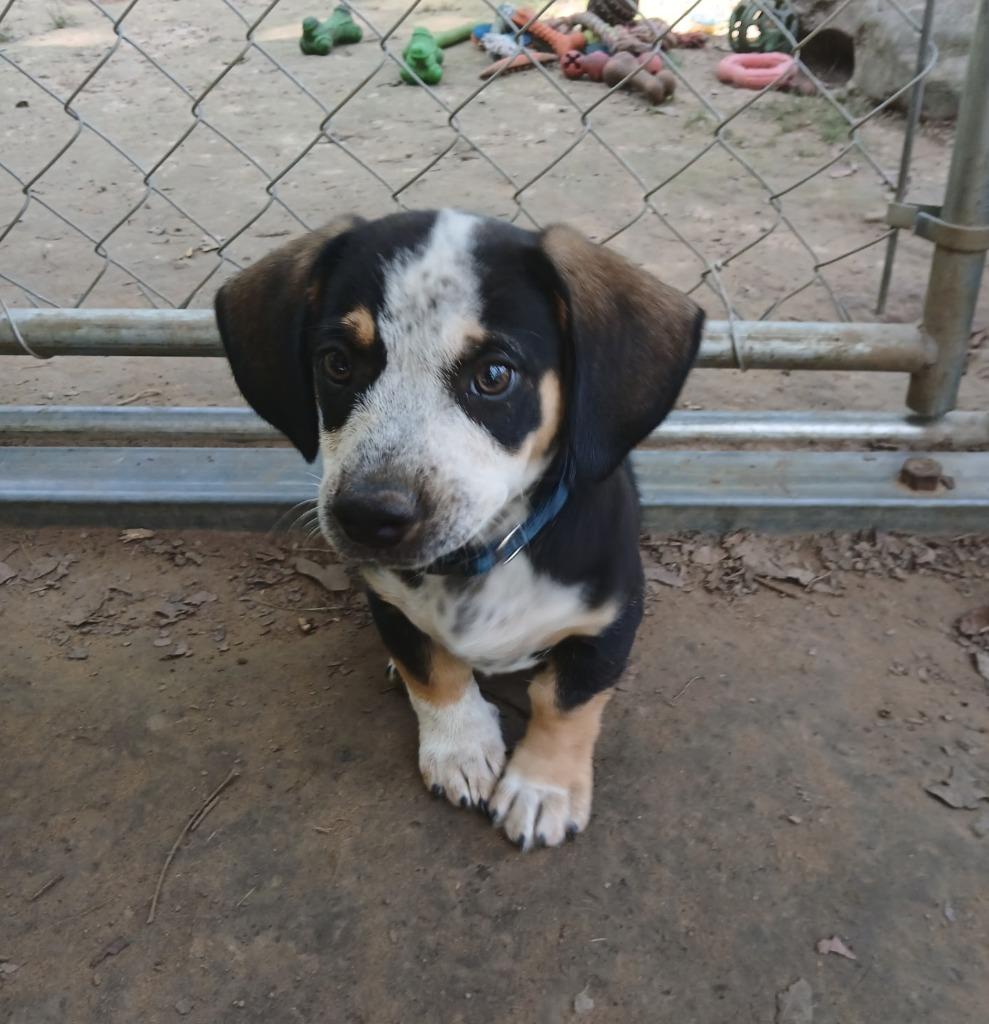 Enlarge Cowboy, a Adopted mixed breed in Mena, AR image 2/2