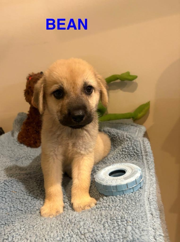 Bean, an adoptable Shepherd in Boise, ID, 83704 | Photo Image 1