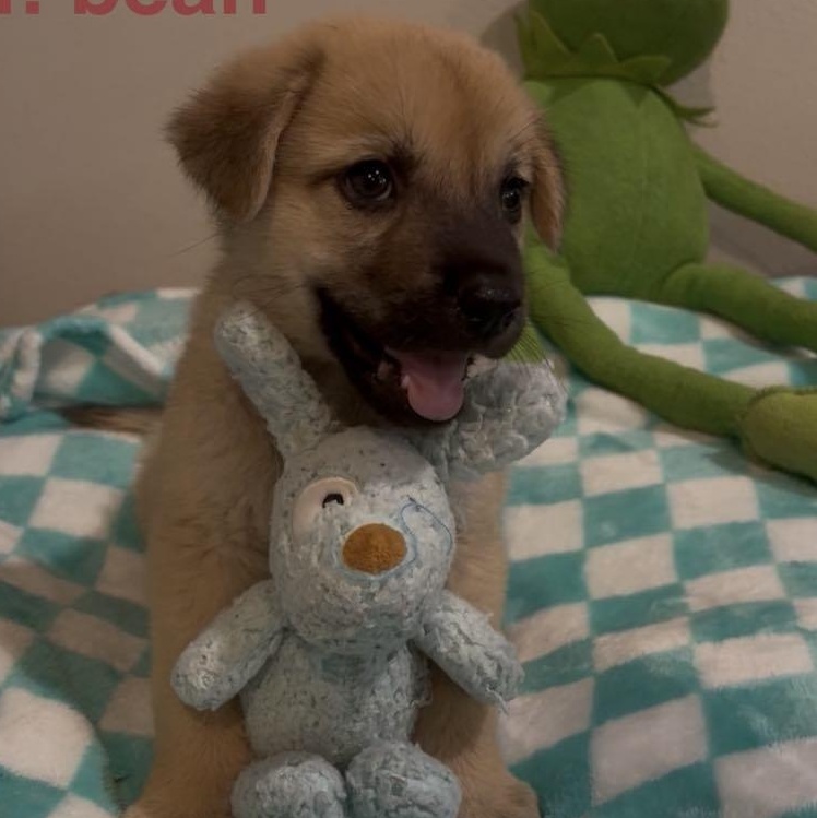 Bean, an adoptable Shepherd in Boise, ID, 83704 | Photo Image 3