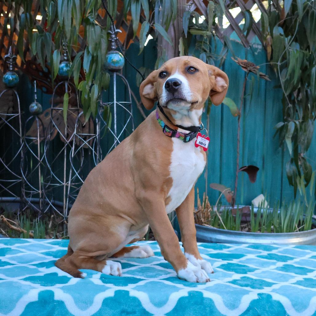 Enlarge Abbvie, a Adoptable mixed breed in Wake Forest, NC image 1/3