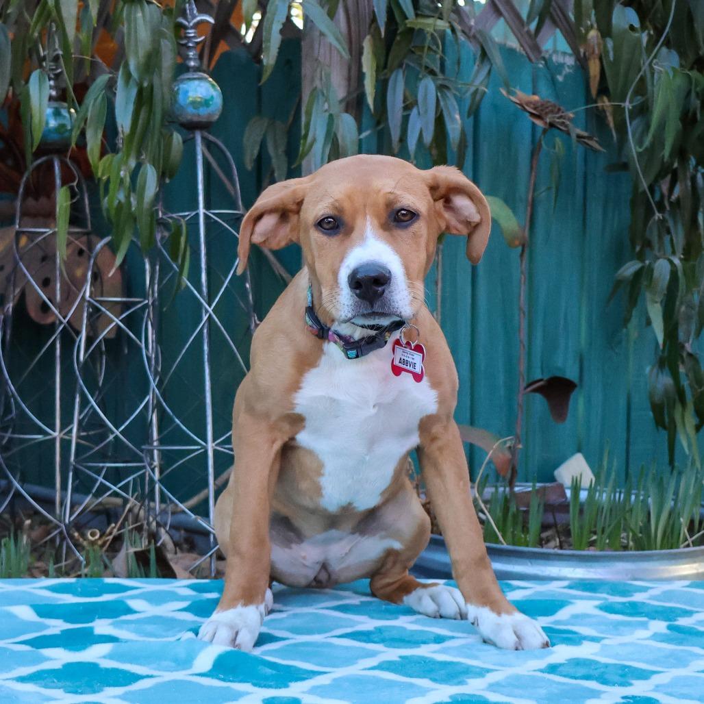 Enlarge Abbvie, a Adoptable mixed breed in Wake Forest, NC image 2/3