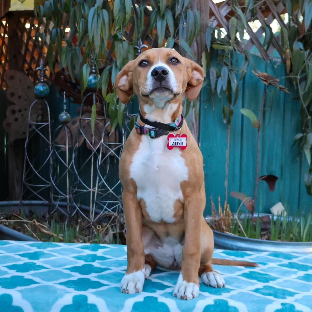 Enlarge Abbvie, a Adoptable mixed breed in Wake Forest, NC image 3/3