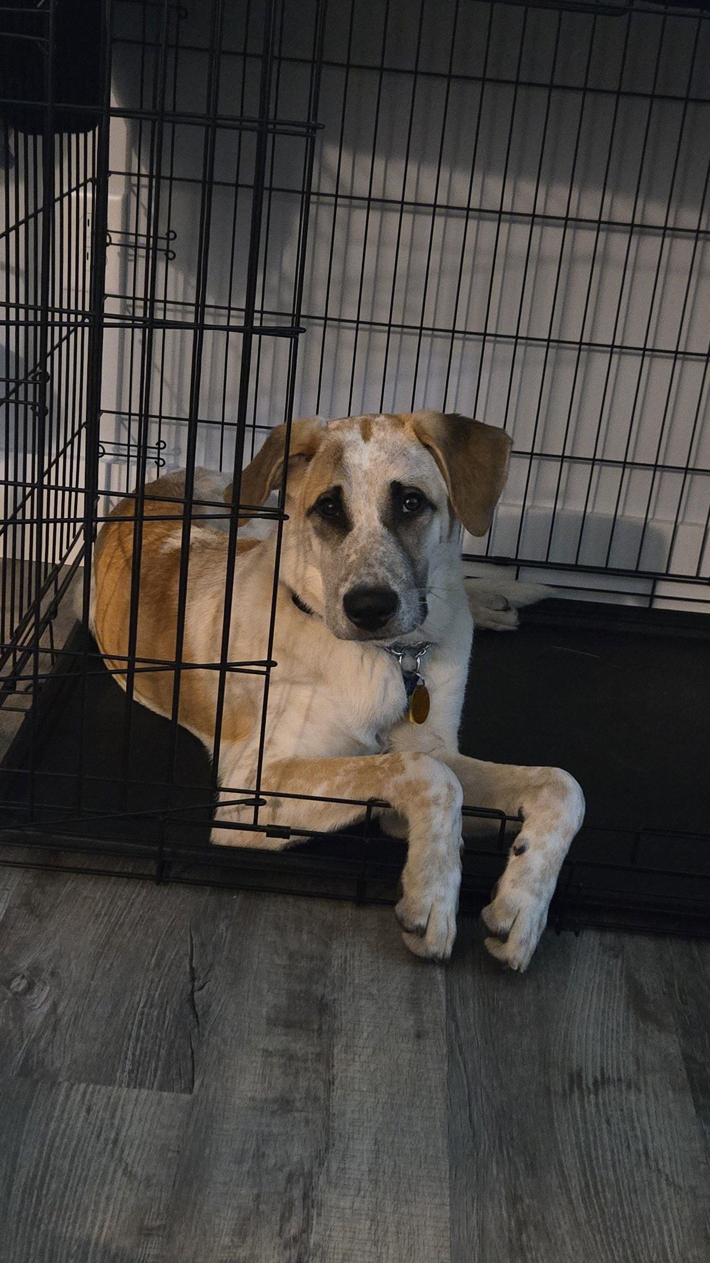 Ralph - 7 Months ( Great with kids and dogs ) photo