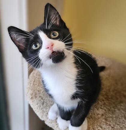 Joey (bonded with Ella), Adoptable, Kitten Male Domestic Short Hair & Domestic Short Hair.