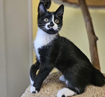 Joey (bonded with Ella), a Adoptable Domestic Short Hair in Verona, WI image 3/3