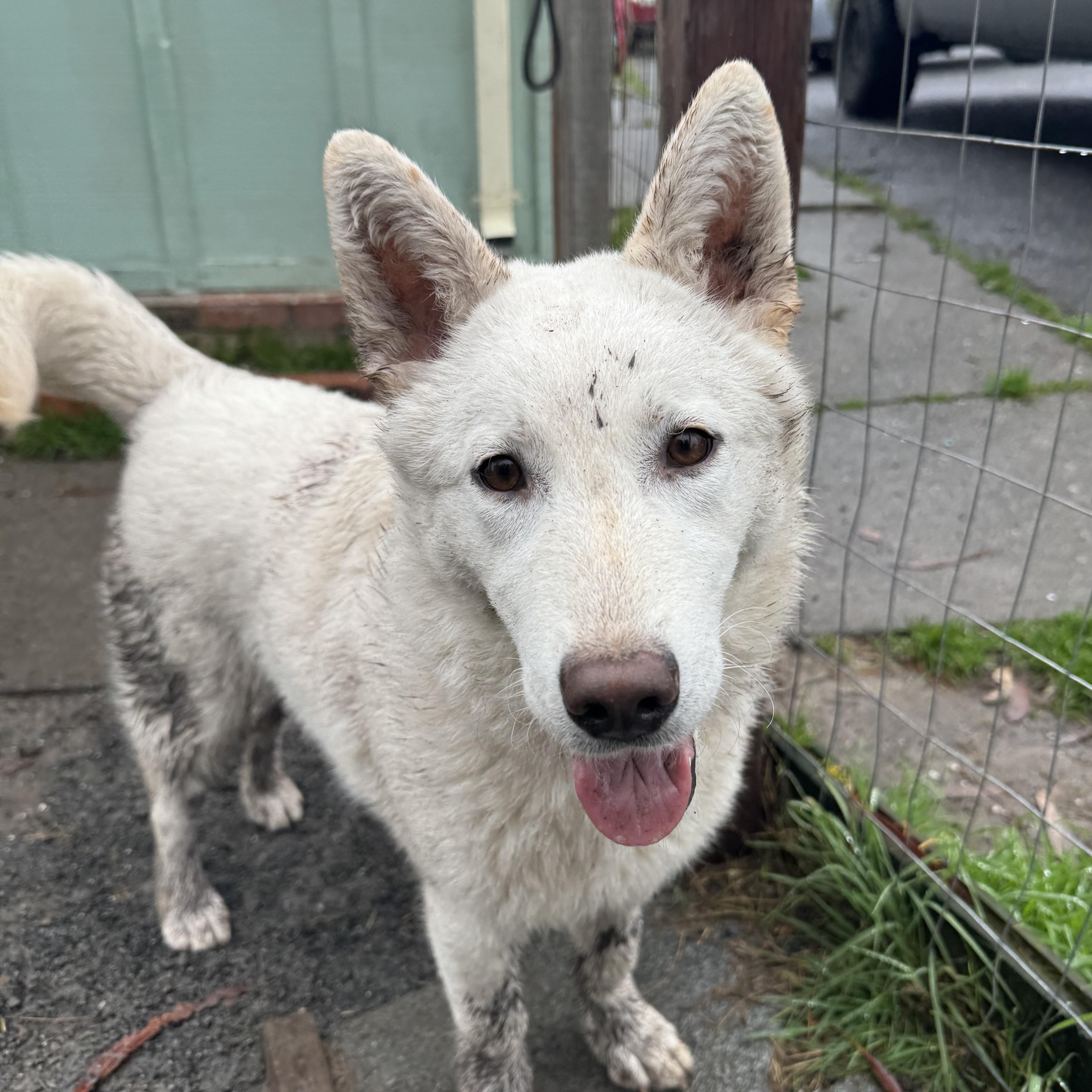 Enlarge Bailey, a ADOPTABLE German Shepherd Dog in Petaluma, CA image 1/6