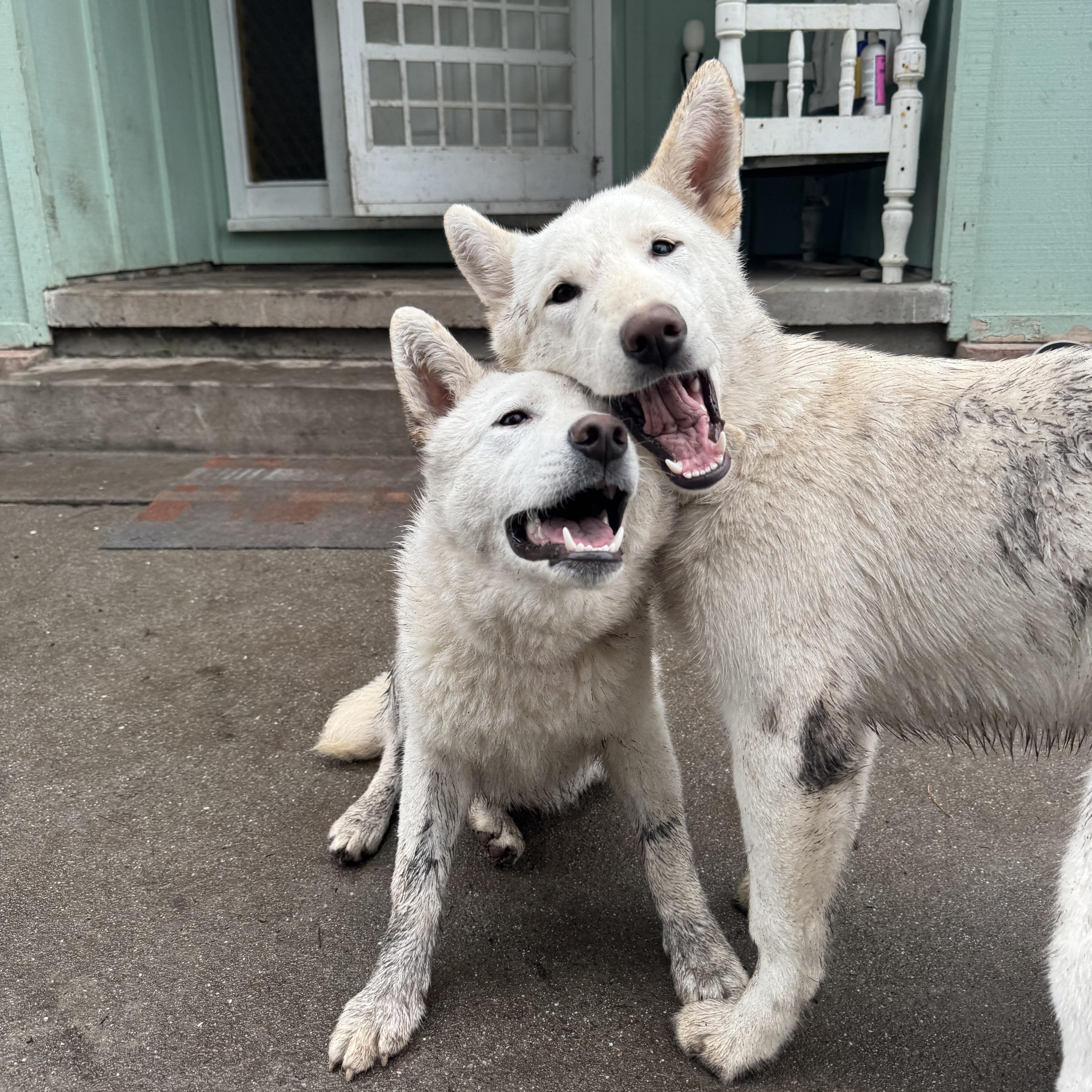 Enlarge Bailey, a ADOPTABLE German Shepherd Dog in Petaluma, CA image 3/6