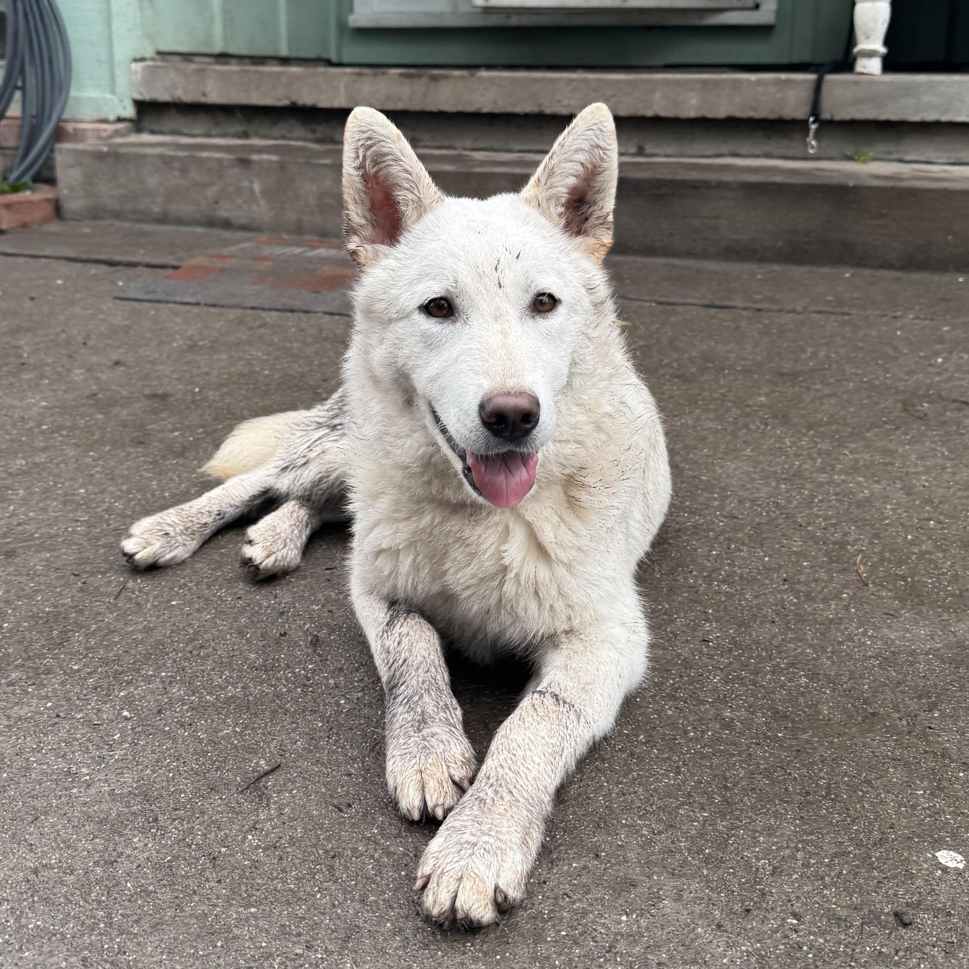 Enlarge Bailey, a ADOPTABLE German Shepherd Dog in Petaluma, CA image 2/6