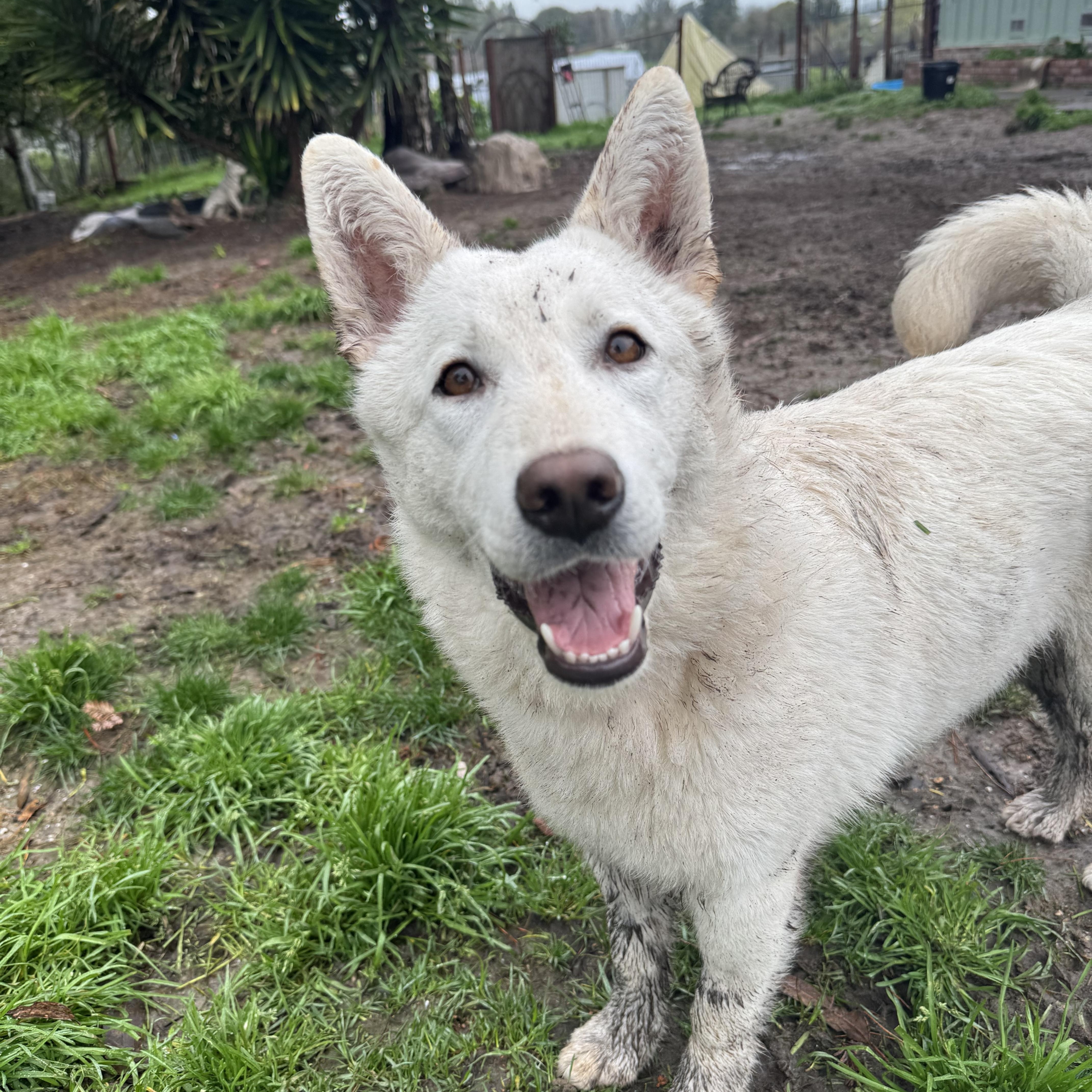 Enlarge Bailey, a ADOPTABLE German Shepherd Dog in Petaluma, CA image 6/6