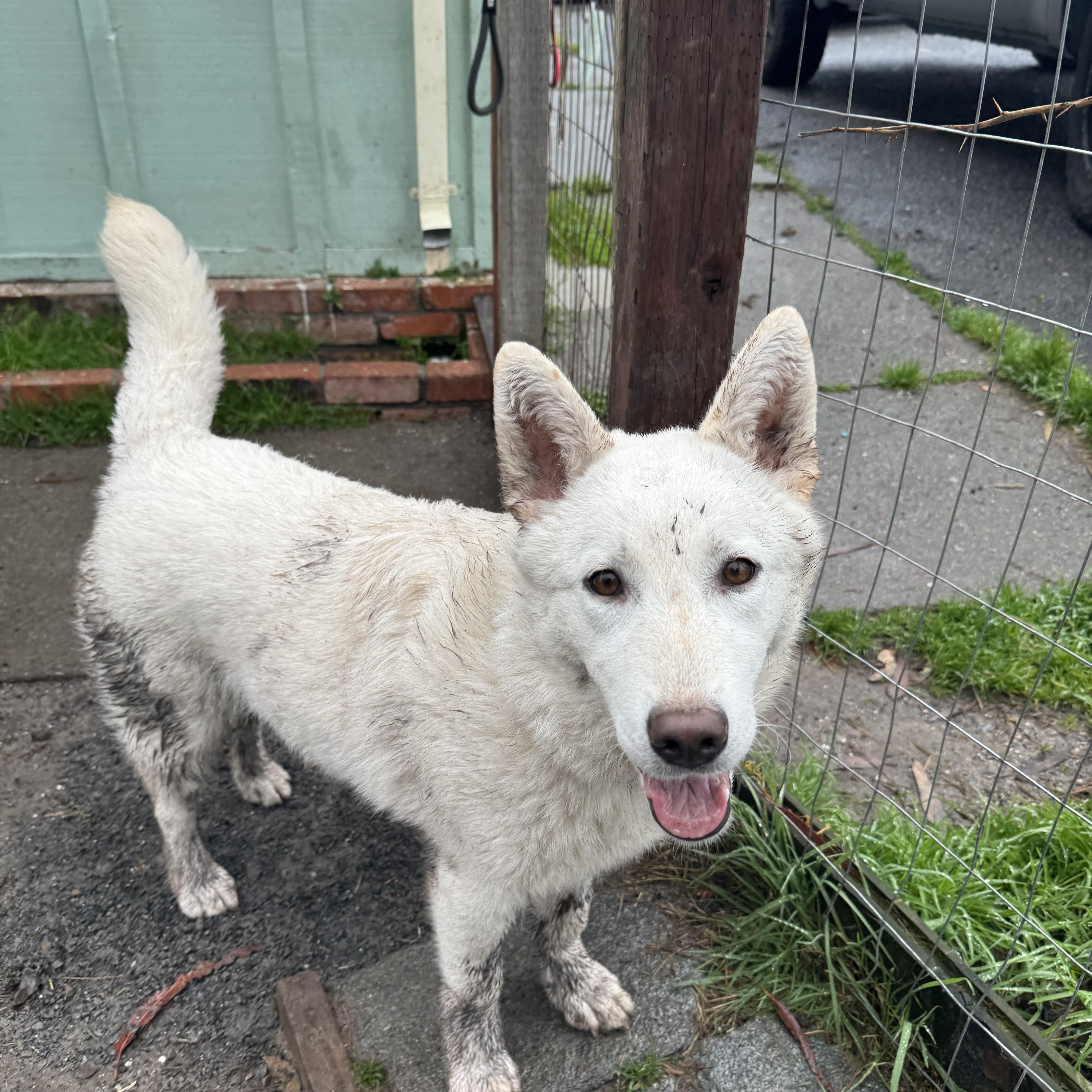 Enlarge Bailey, a ADOPTABLE German Shepherd Dog in Petaluma, CA image 5/6