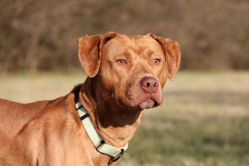 Bowden, Adoptable, Adult Male Mixed Breed.