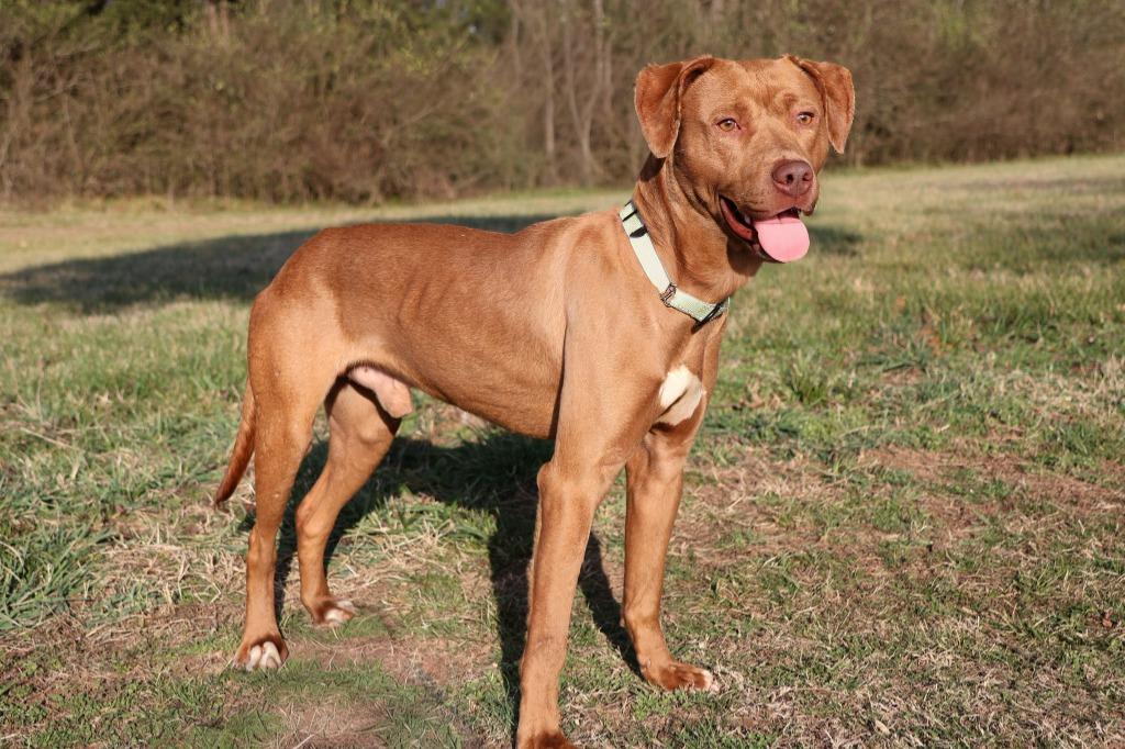 Bowden, Adoptable, Adult Male Mixed Breed.