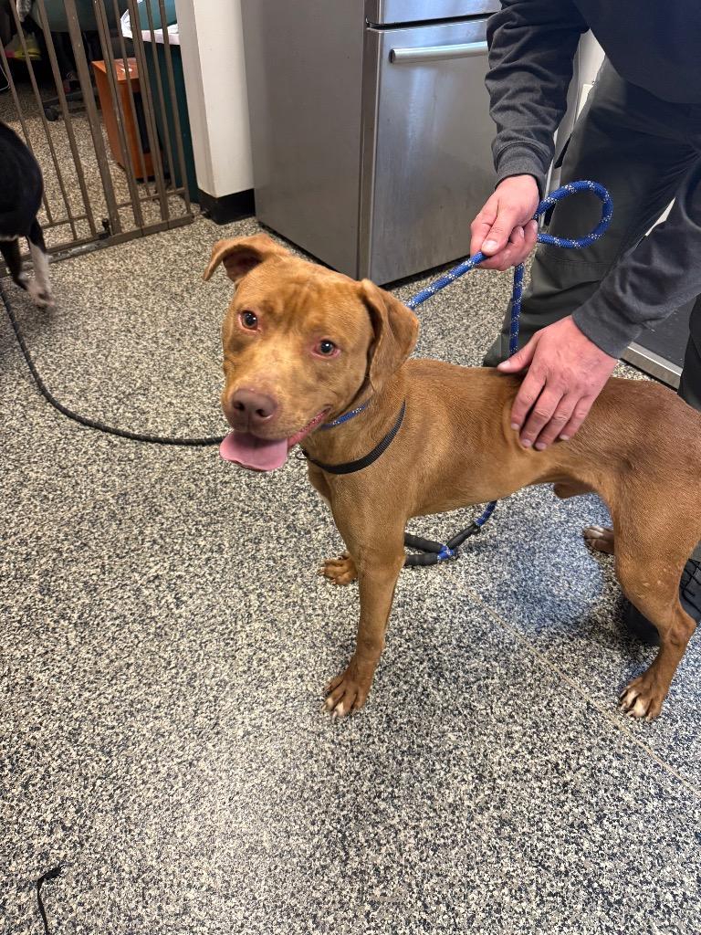 Bowden, Adoptable, Adult Male Mixed Breed.