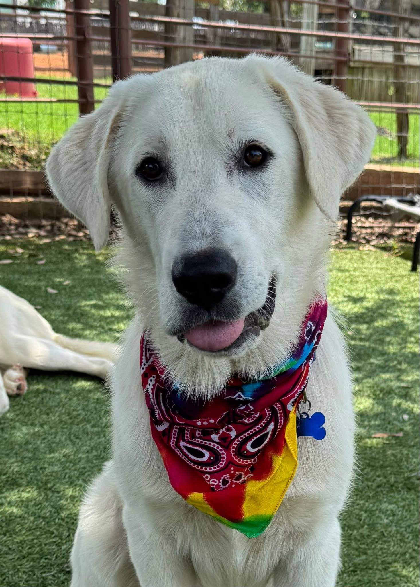 Enlarge Ronan, an adopted mixed breed in Southlake, TX image 5/6