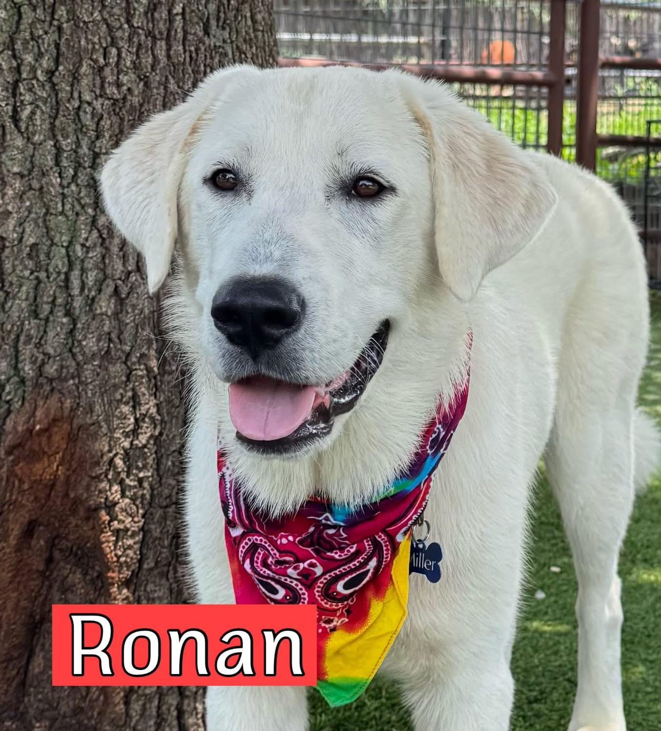 Enlarge Ronan, an adopted mixed breed in Southlake, TX image 1/6