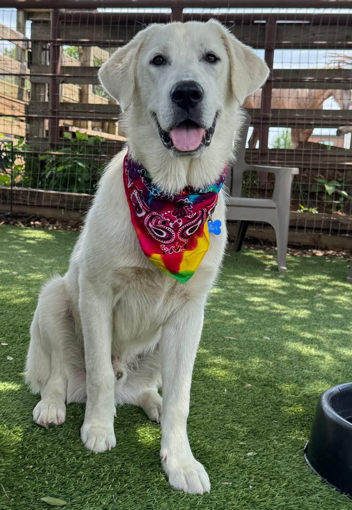 Enlarge Ronan, an adopted mixed breed in Southlake, TX image 2/6