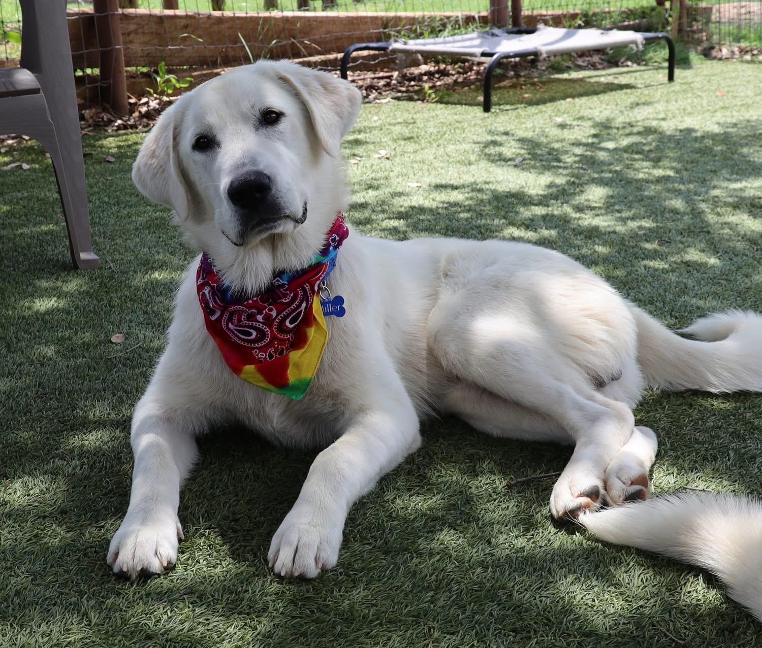 Enlarge Ronan, an adopted mixed breed in Southlake, TX image 6/6