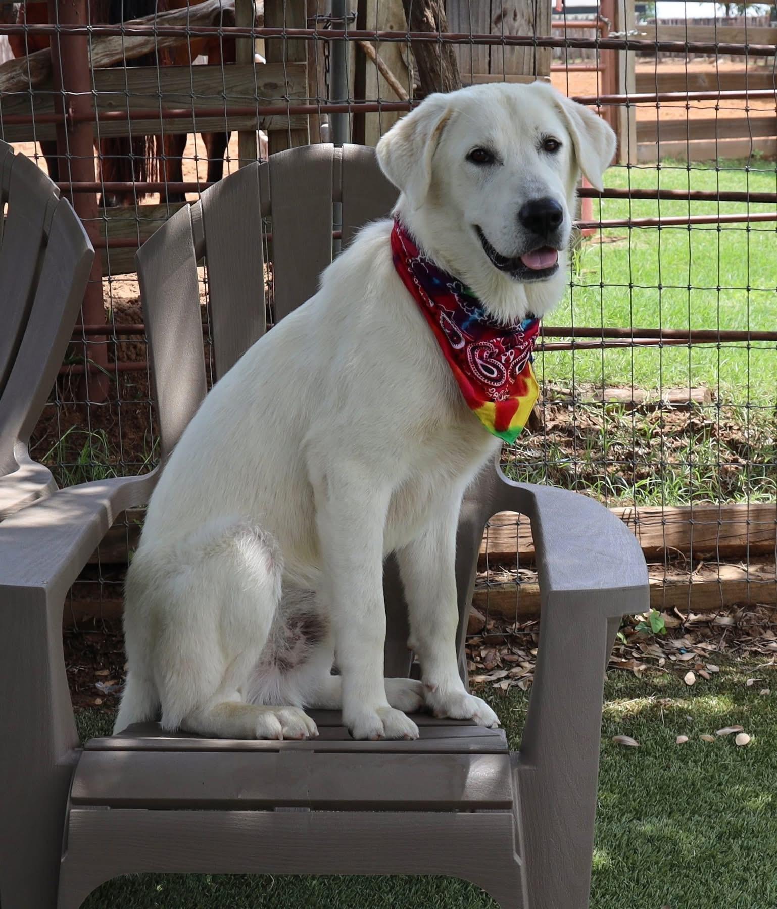 Enlarge Ronan, an adopted mixed breed in Southlake, TX image 4/6