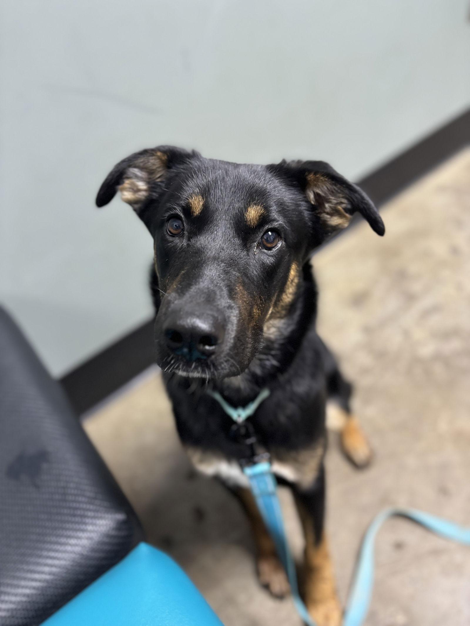 Hitch, Adoptable, Young Male German Shepherd Dog & Labrador Retriever.