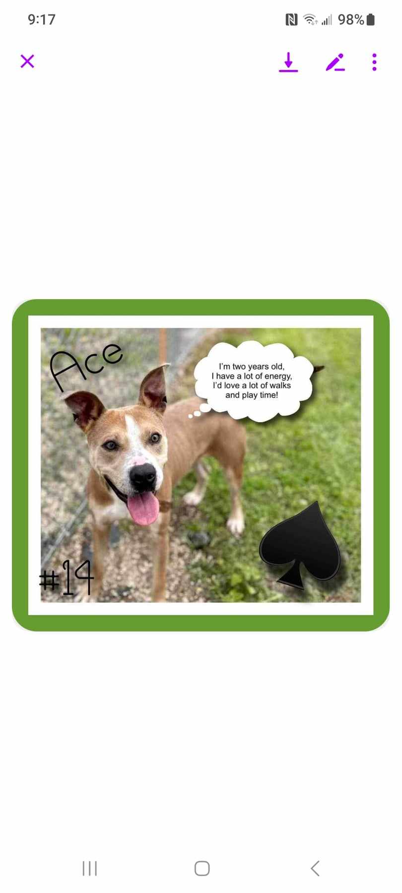 Ace, a Adoptable mixed breed in Abingdon, VA image 2/2
