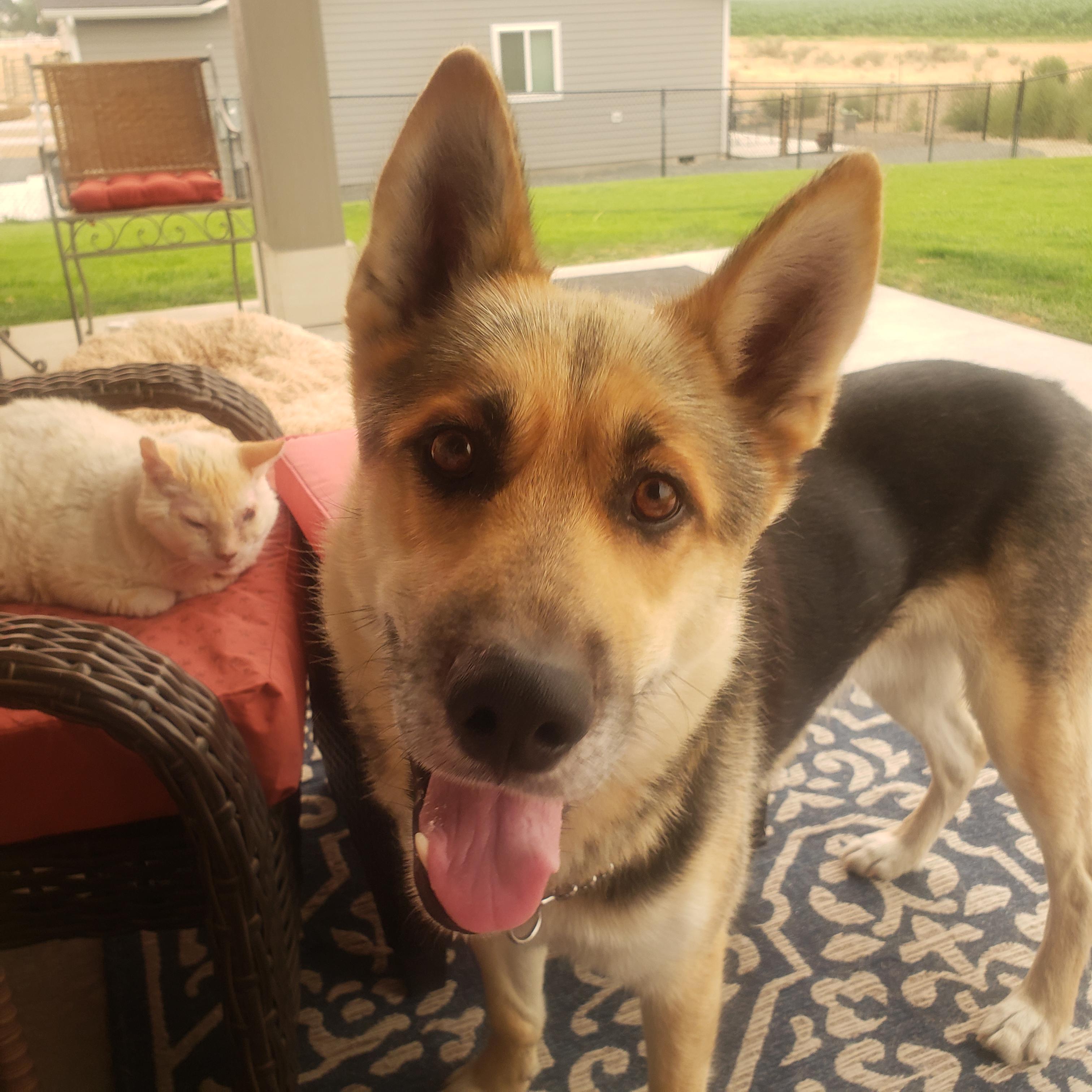 Roscoe, an adopted German Shepherd Dog in Ephrata, WA image 2/2