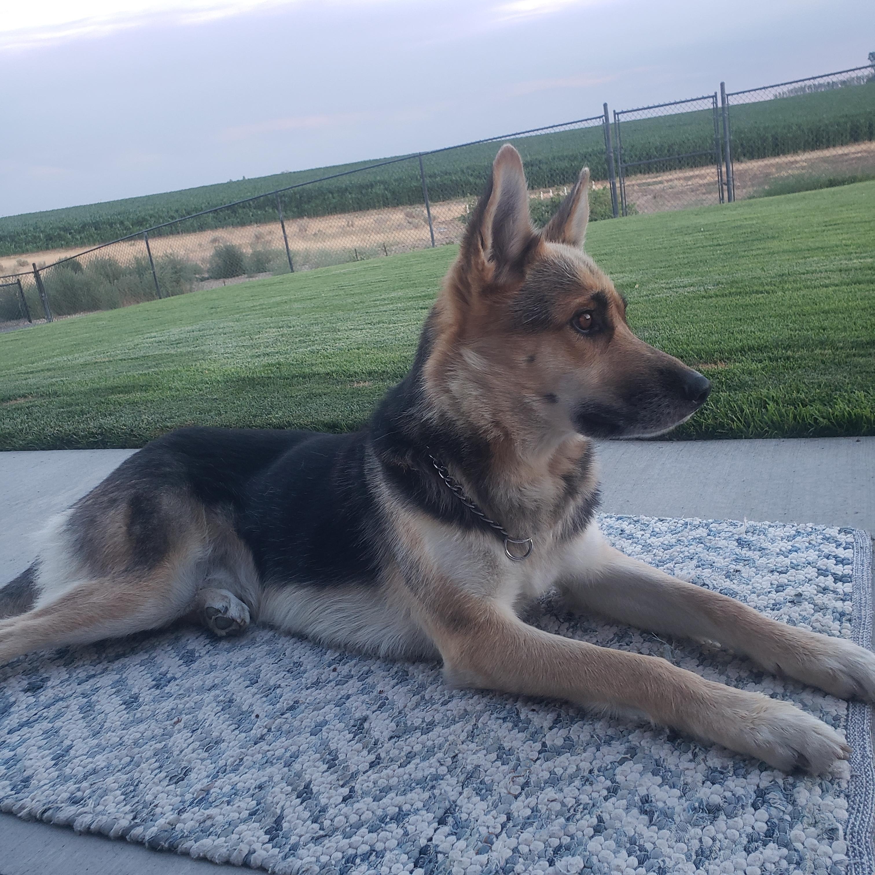 Roscoe, adopted, Adult Male German Shepherd Dog.