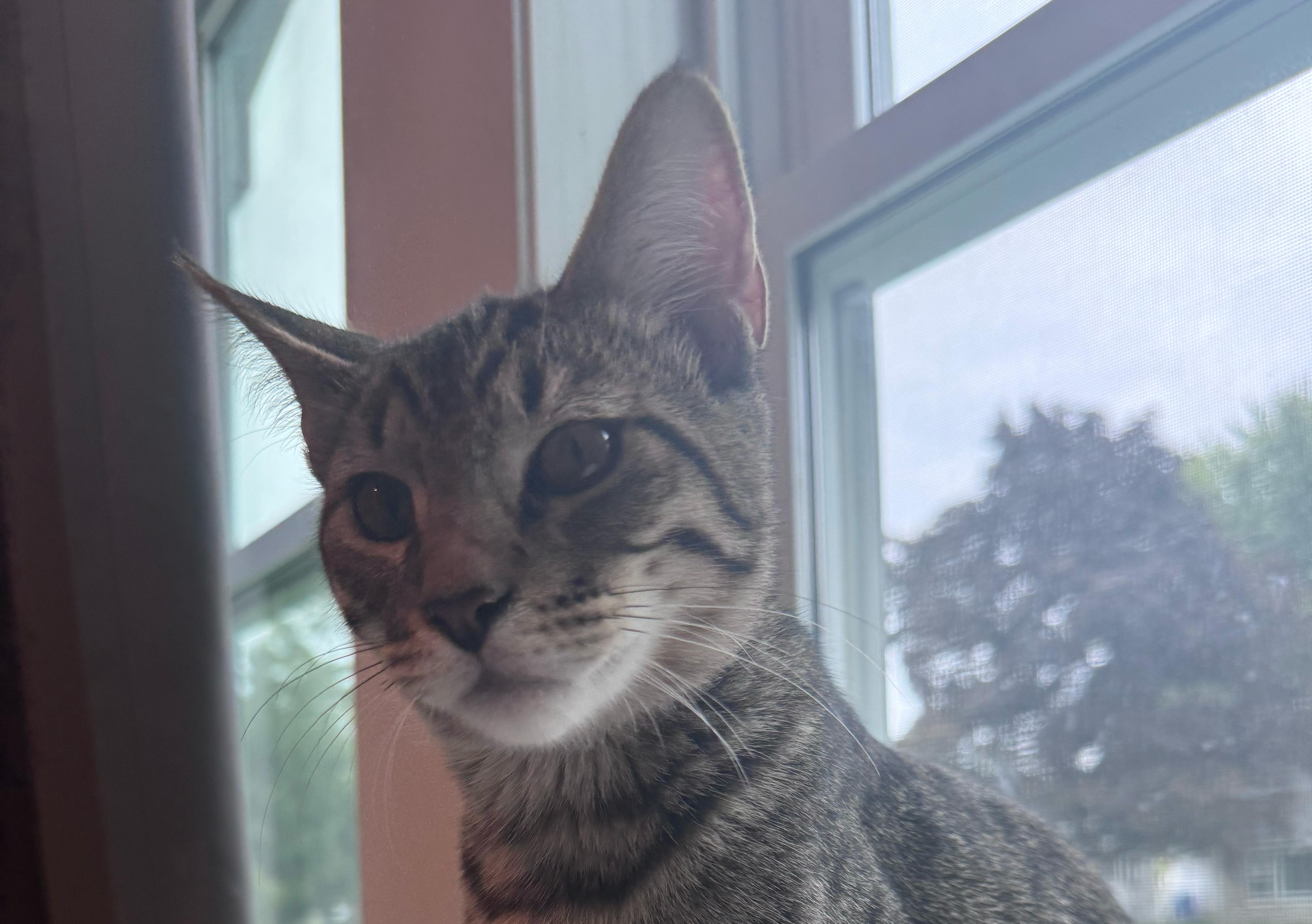 Wonton, an adopted mixed breed in Glenmont, NY image 2/4