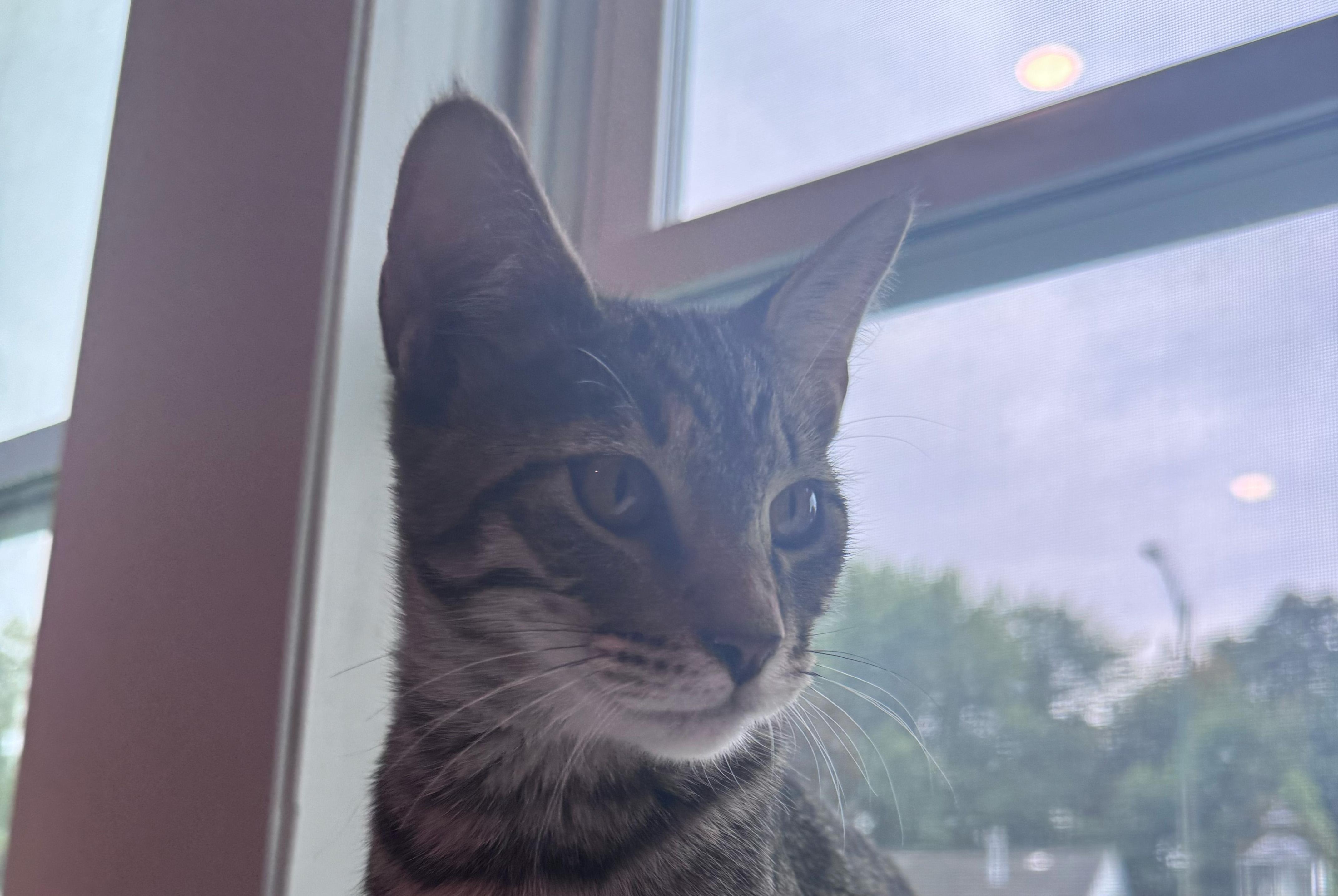 Wonton, an adopted mixed breed in Glenmont, NY image 4/4