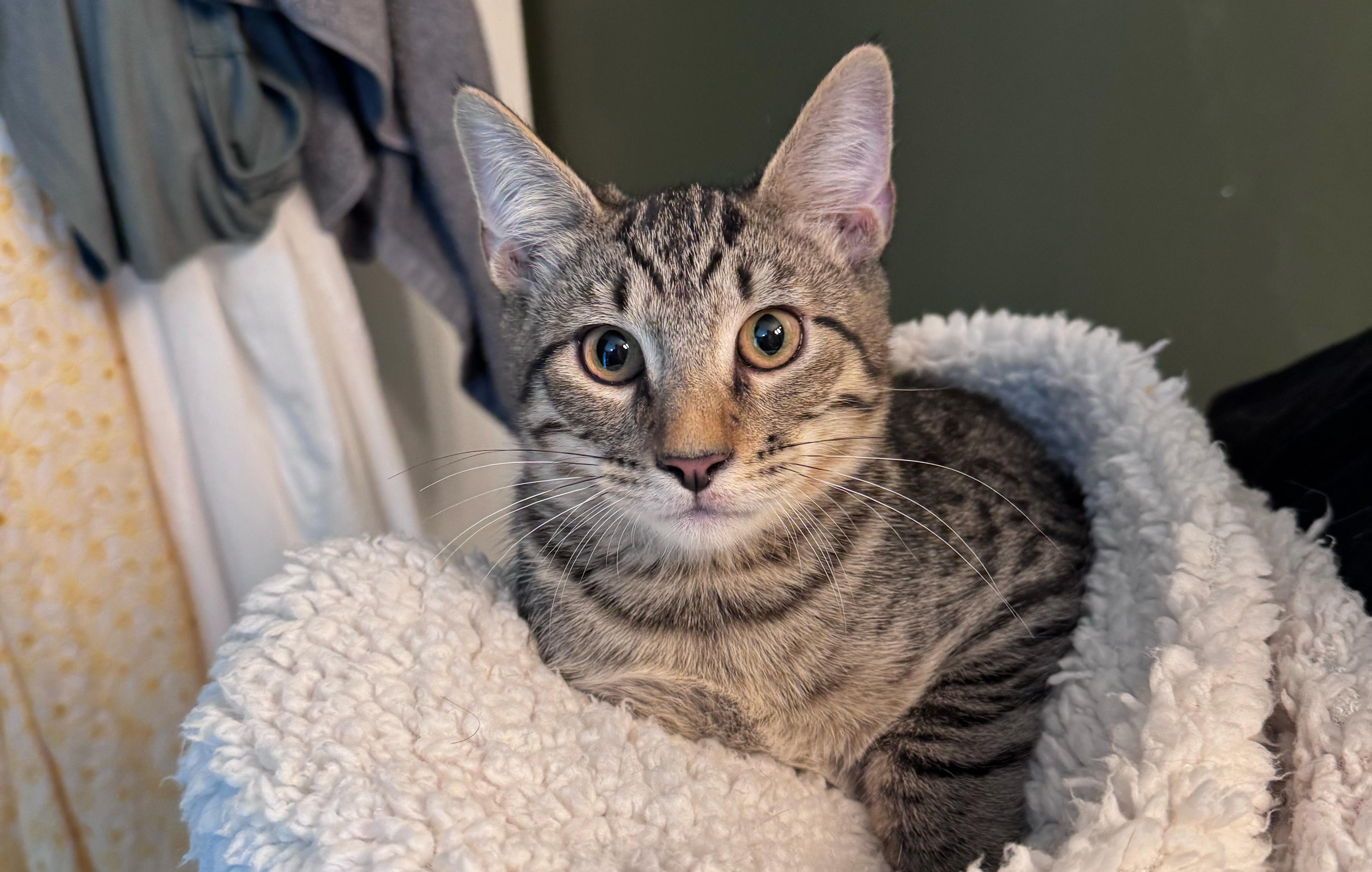Wonton, an adopted mixed breed in Glenmont, NY image 3/4