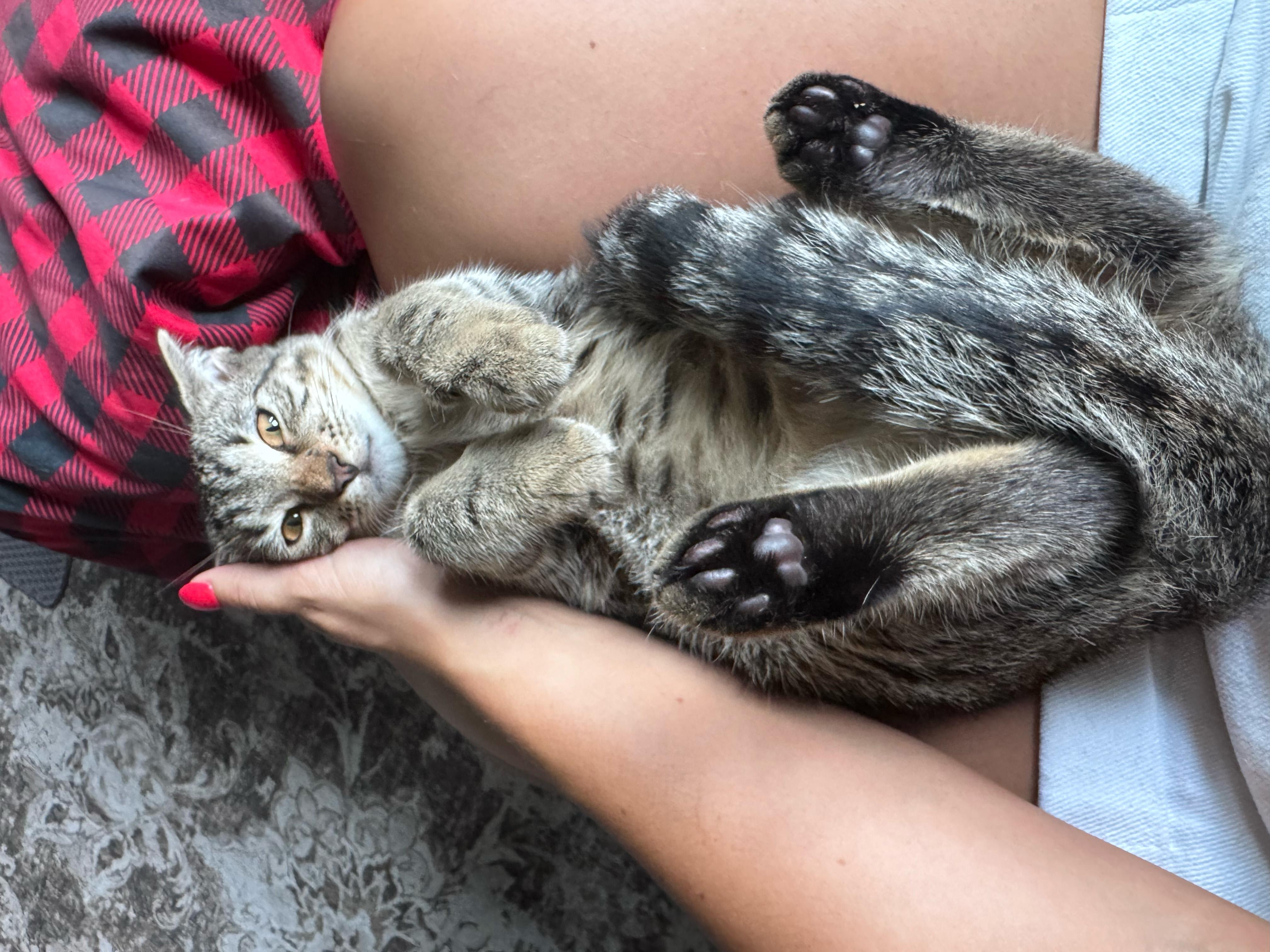 Wonton, adopted, Kitten Male Domestic Short Hair.