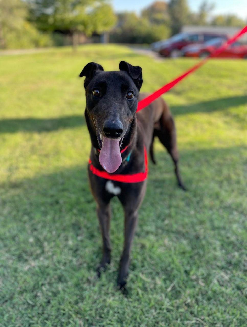 Lachlan, a Adopted Greyhound image 1/3