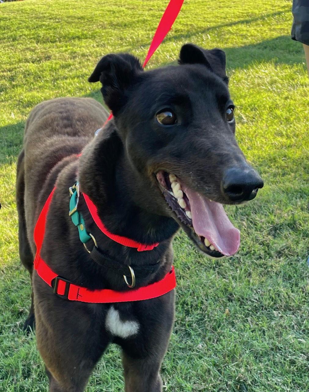 Lachlan, a Adopted Greyhound image 2/3