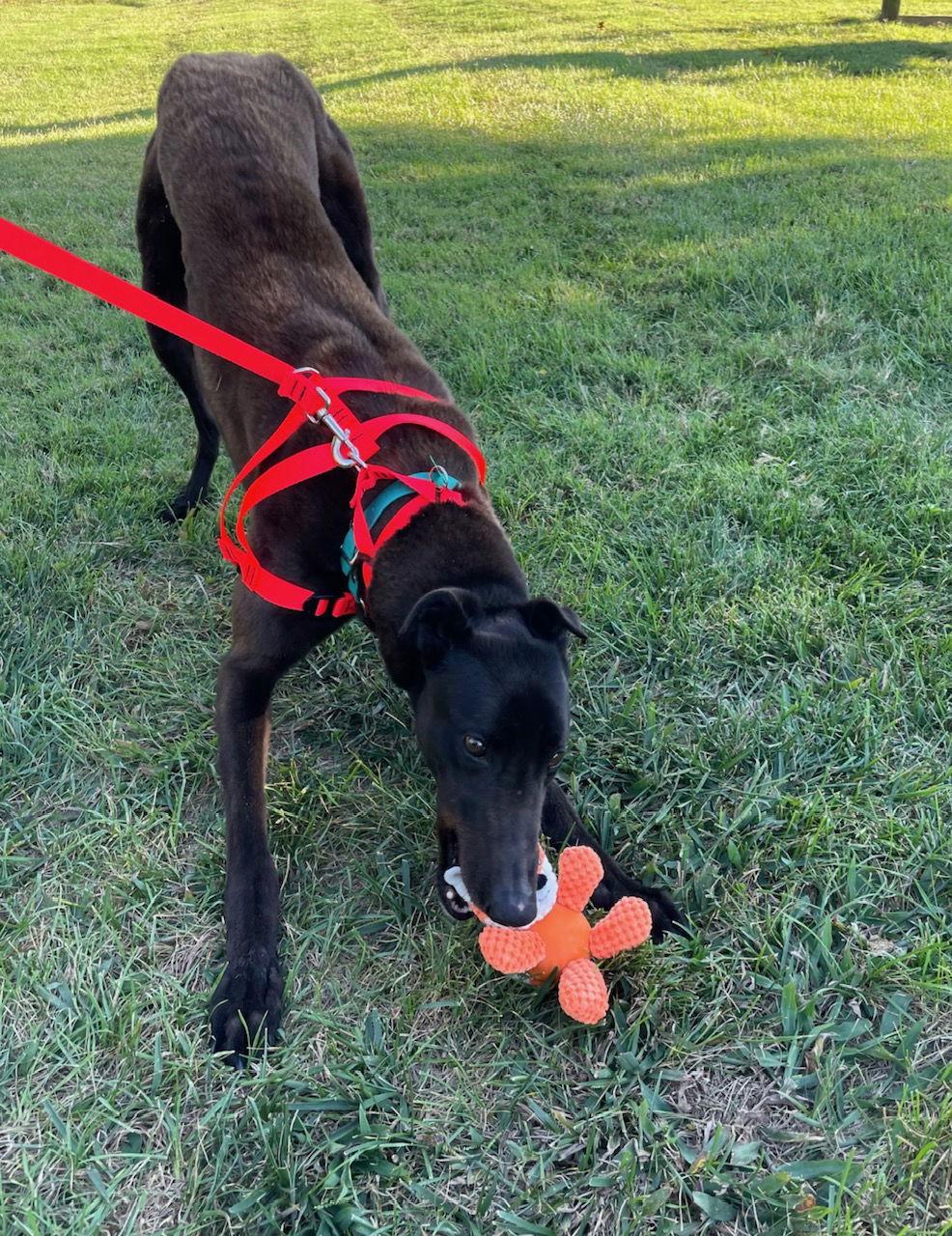 Lachlan, a Adopted Greyhound image 3/3