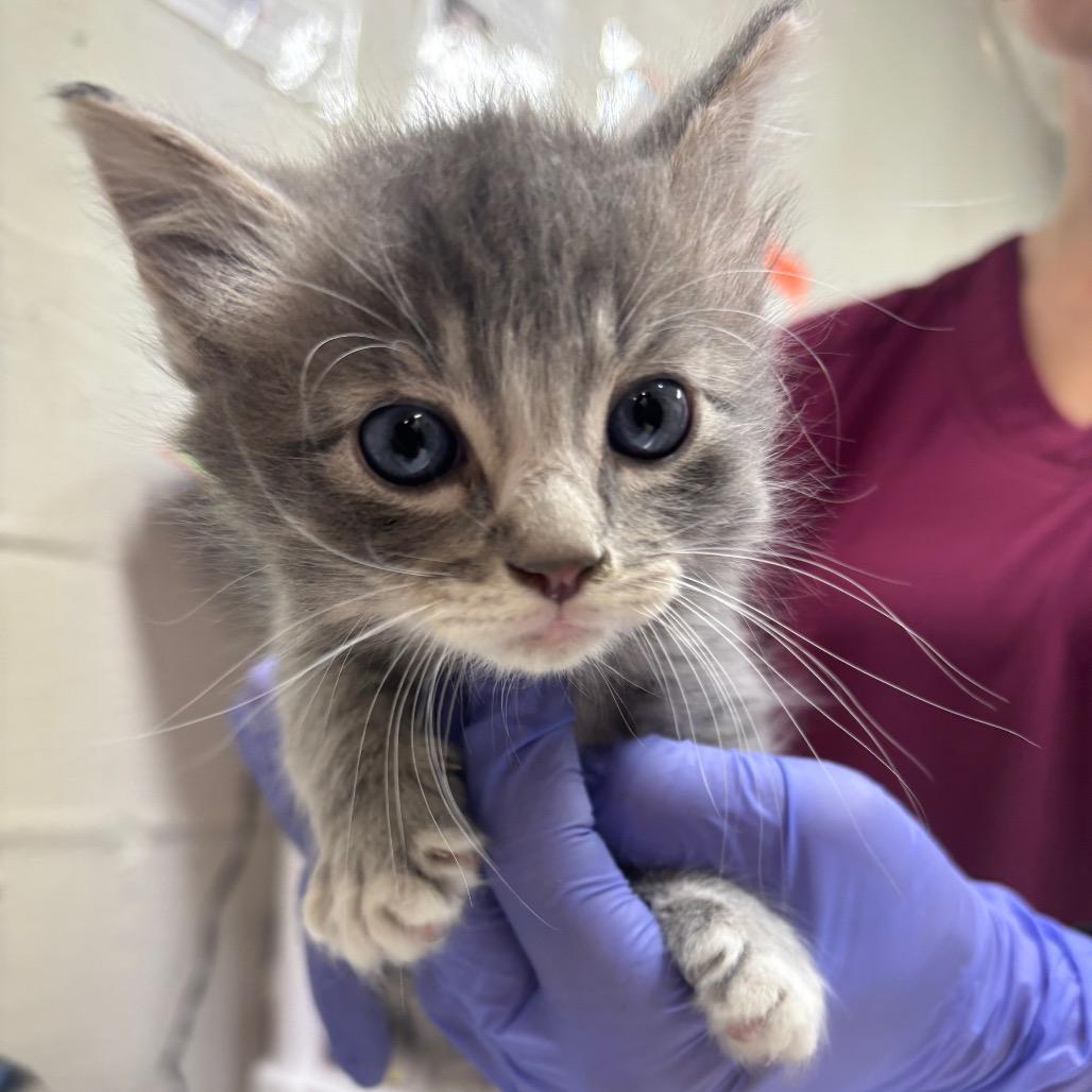 Zoom, Adoptable, Kitten Male Domestic Short Hair.