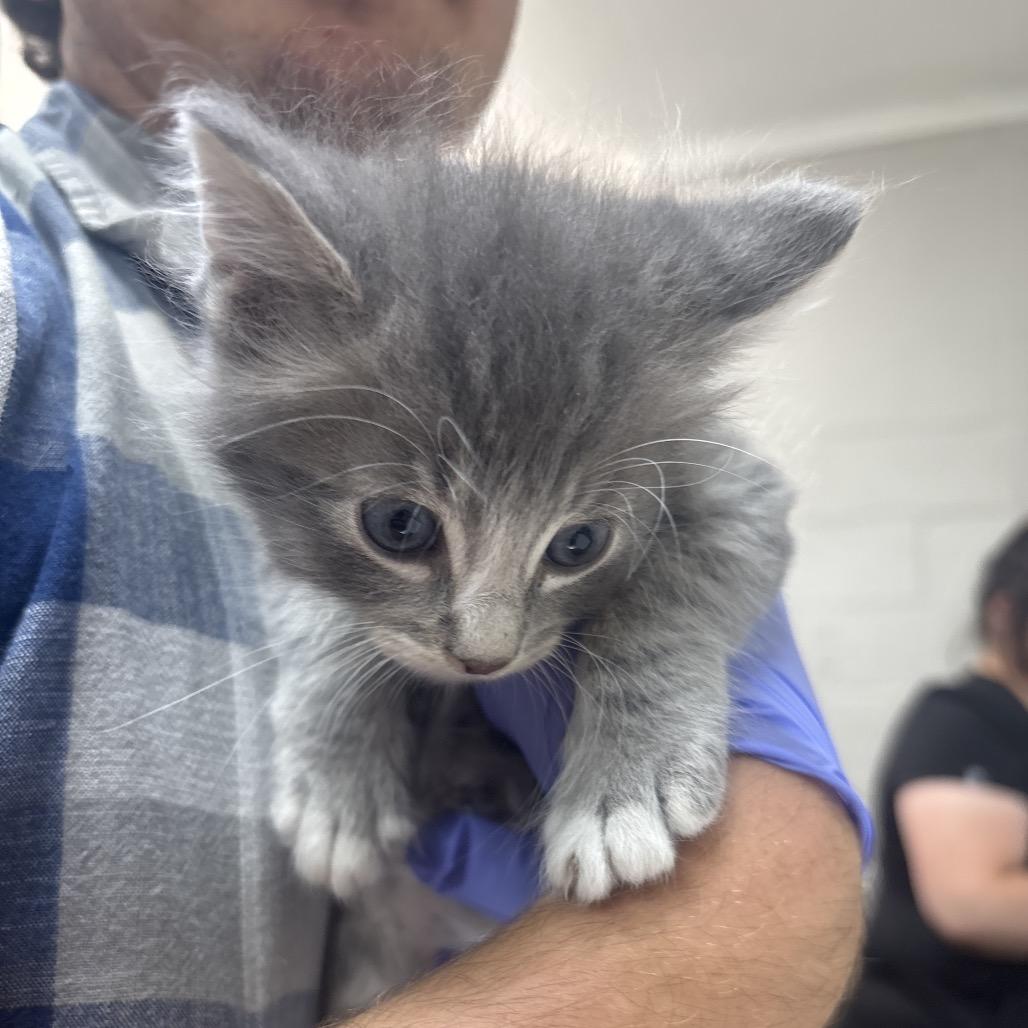 Enlarge Zoom, a Adoptable Domestic Short Hair in Clanton, AL image 2/2